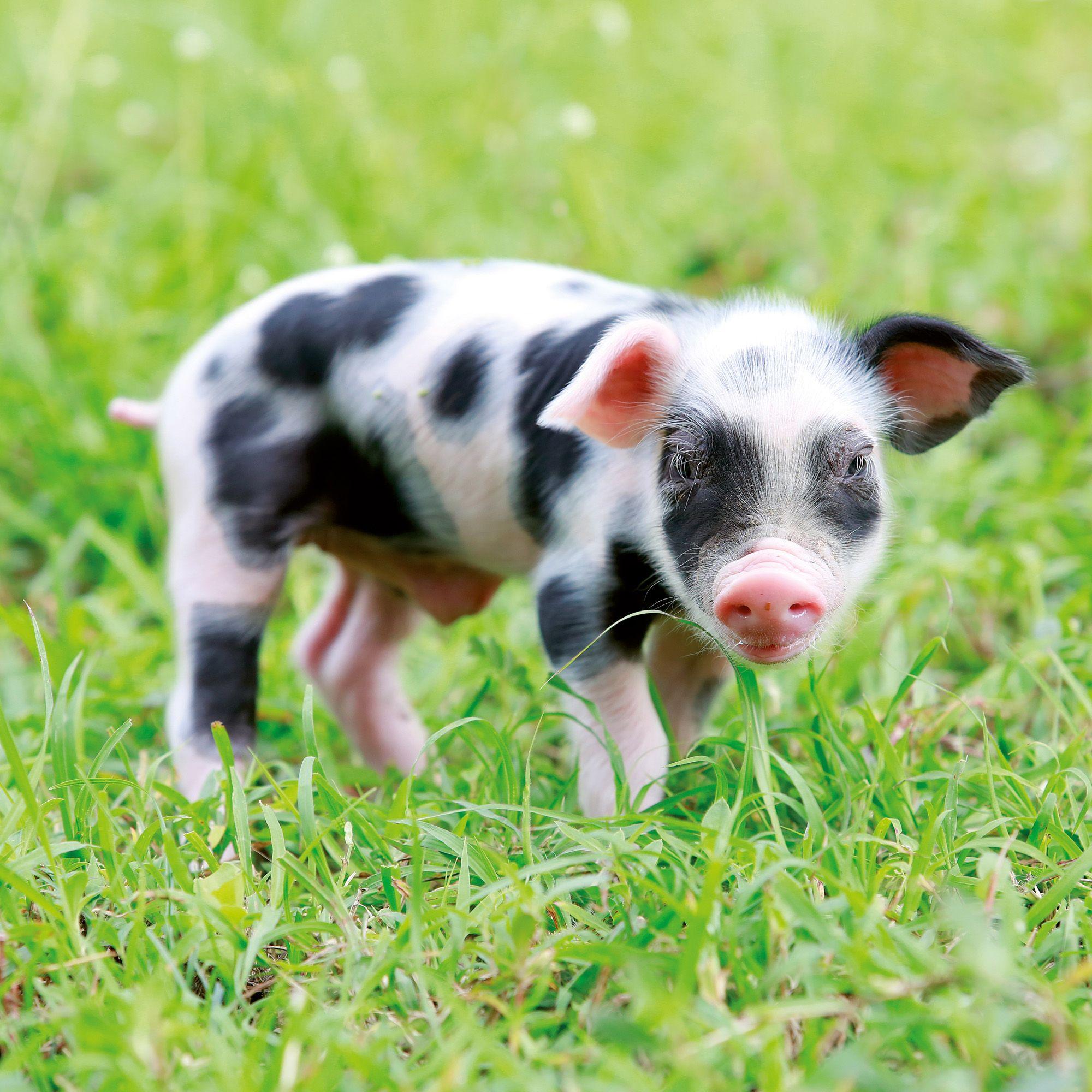 Beispielinhalt (Bild) Schweinchen / Piggies 2027