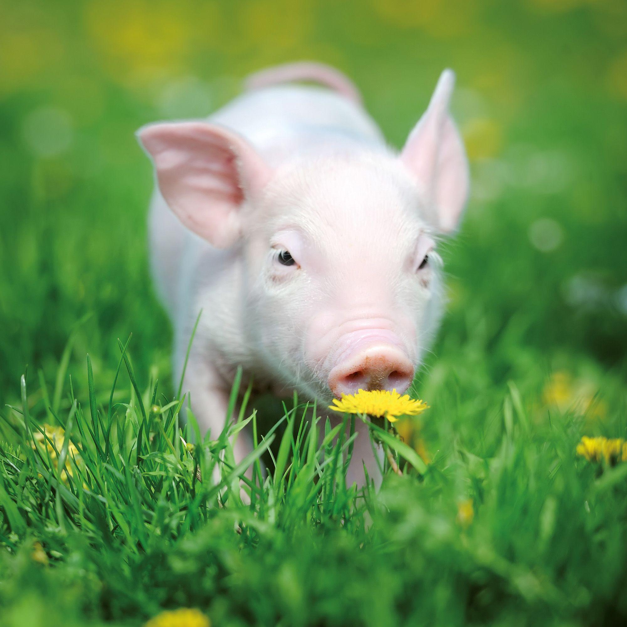 Beispielinhalt (Bild) Schweinchen / Piggies 2027