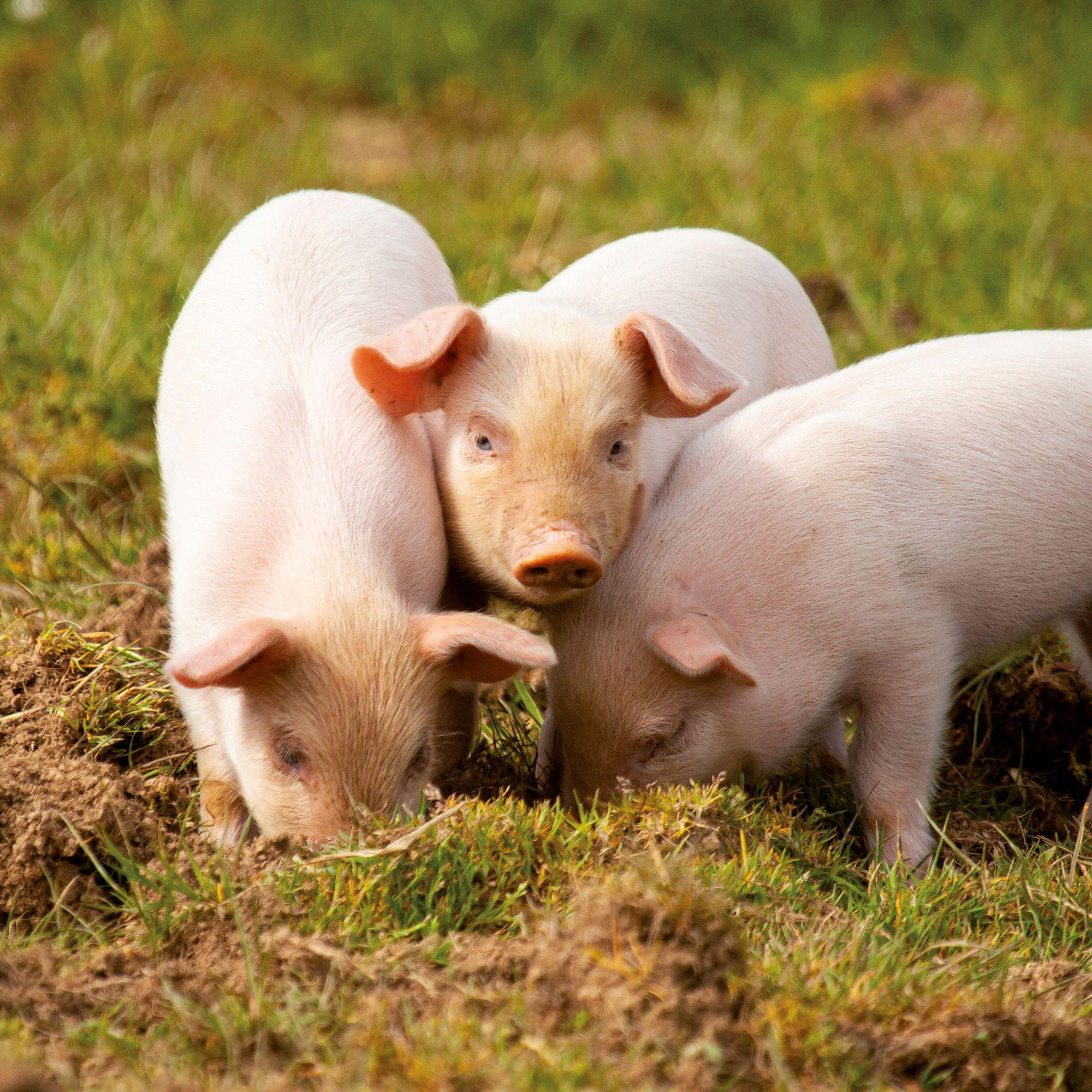 Beispielinhalt (Bild) Schweinchen / Piggies 2027