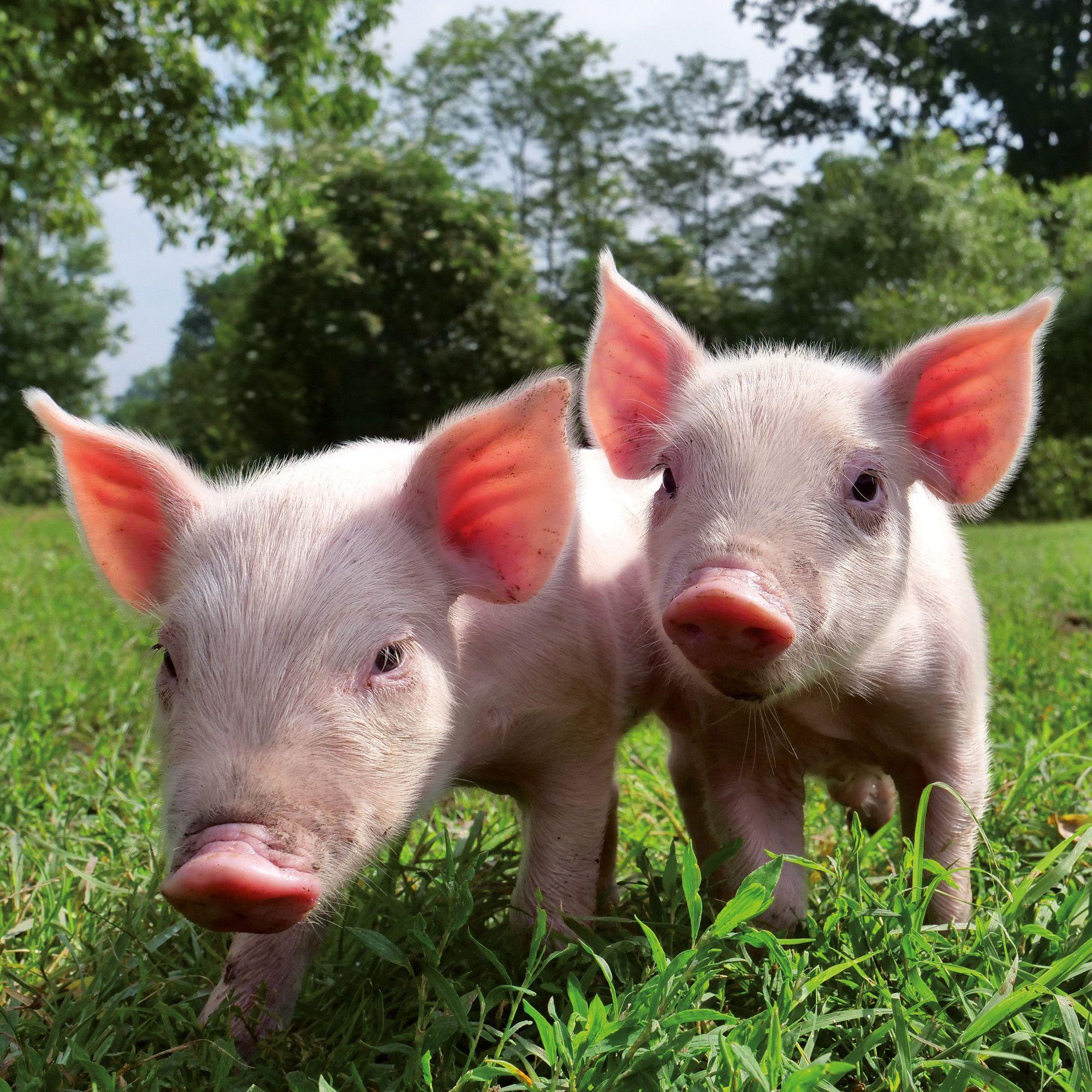 Beispielinhalt (Bild) Schweinchen / Piggies 2027