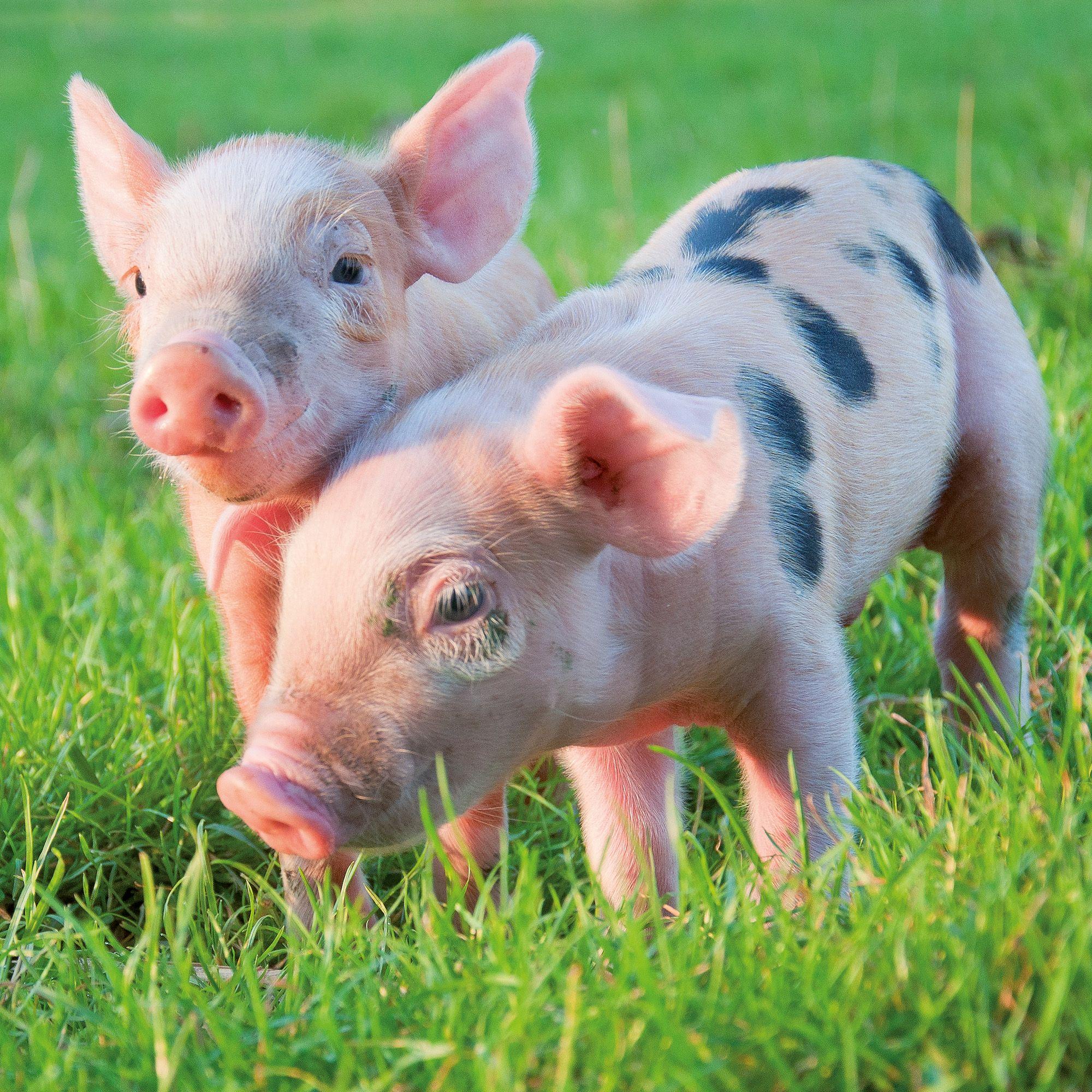 Beispielinhalt (Bild) Schweinchen / Piggies 2027