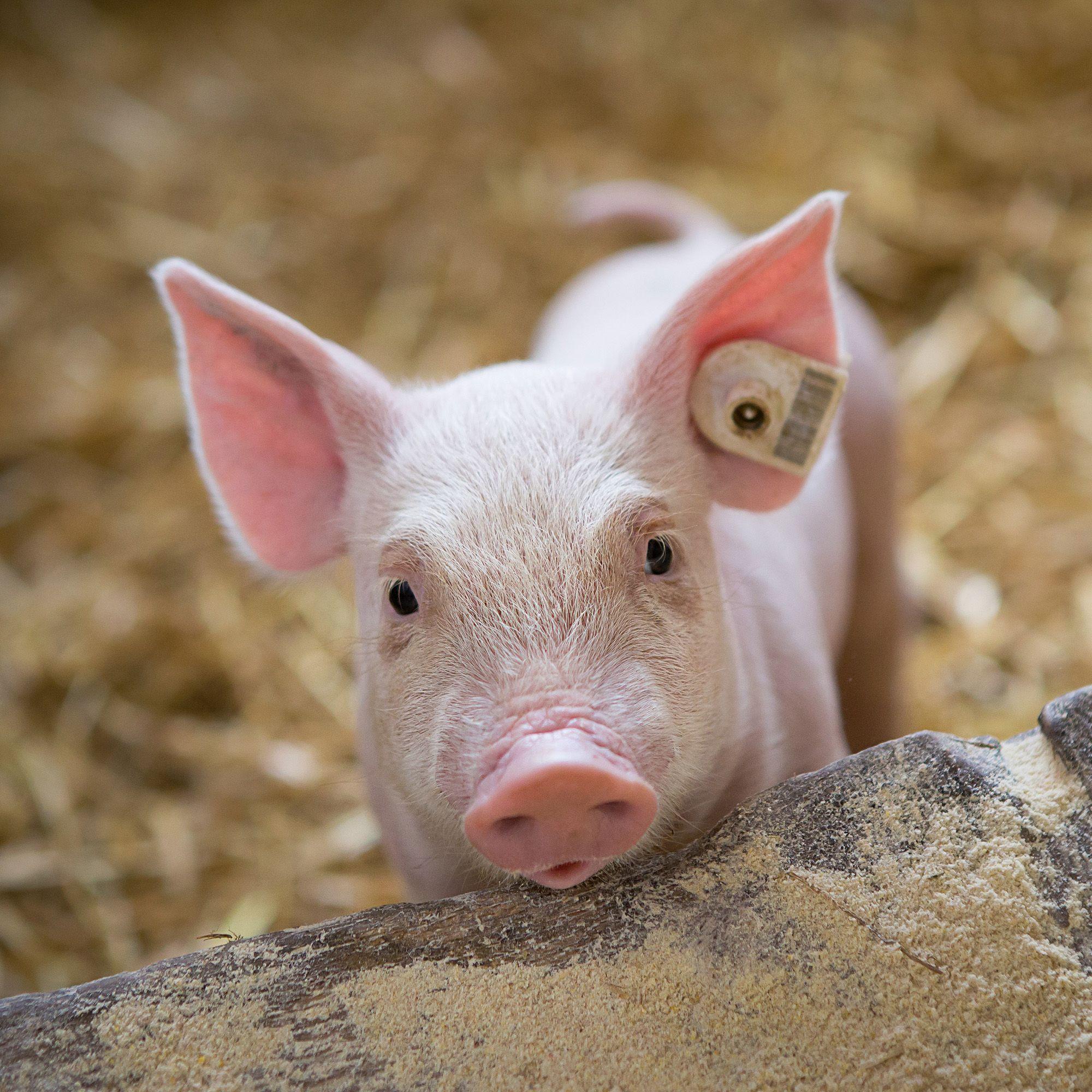 Beispielinhalt (Bild) Schweinchen / Piggies 2027