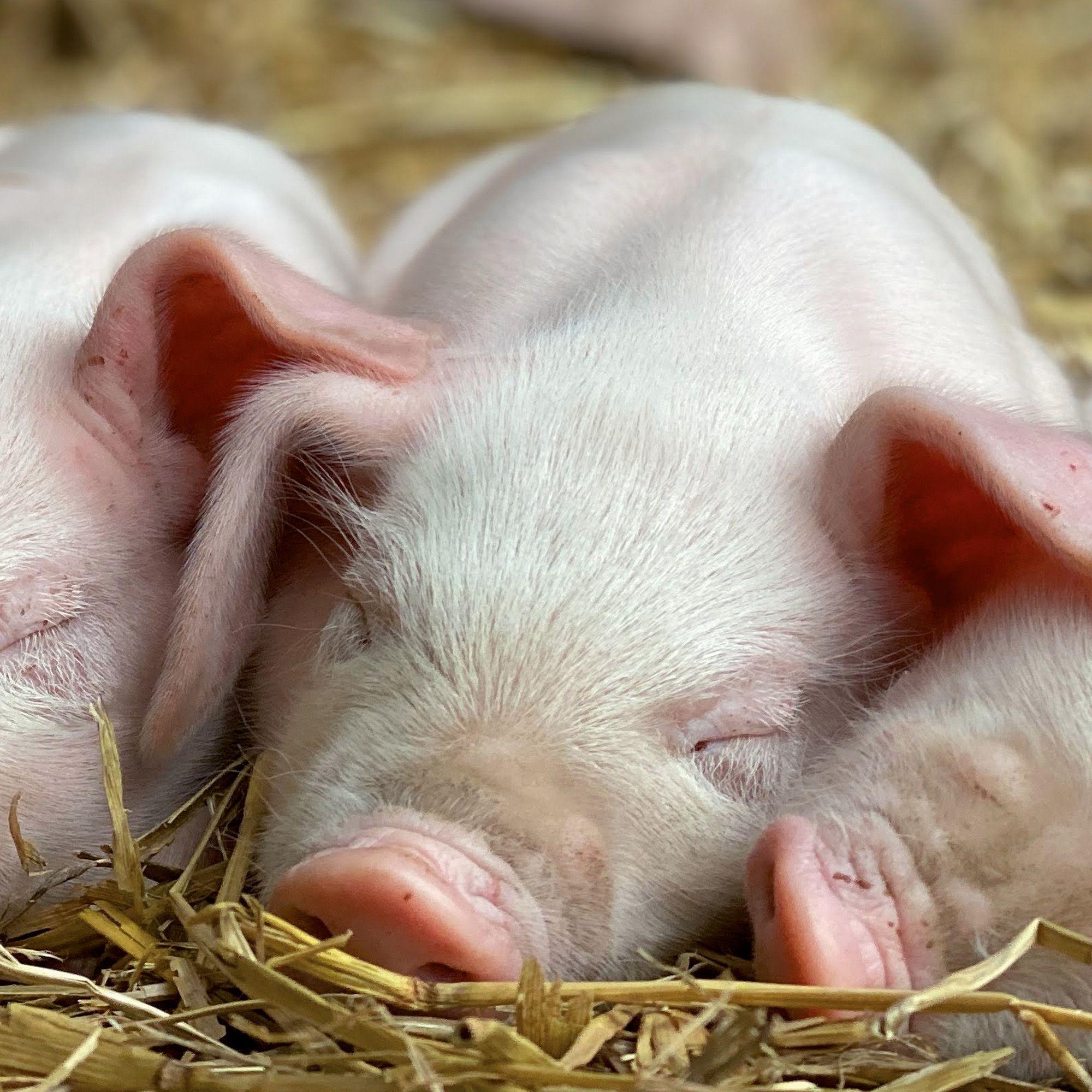 Beispielinhalt (Bild) Schweinchen / Piggies 2027