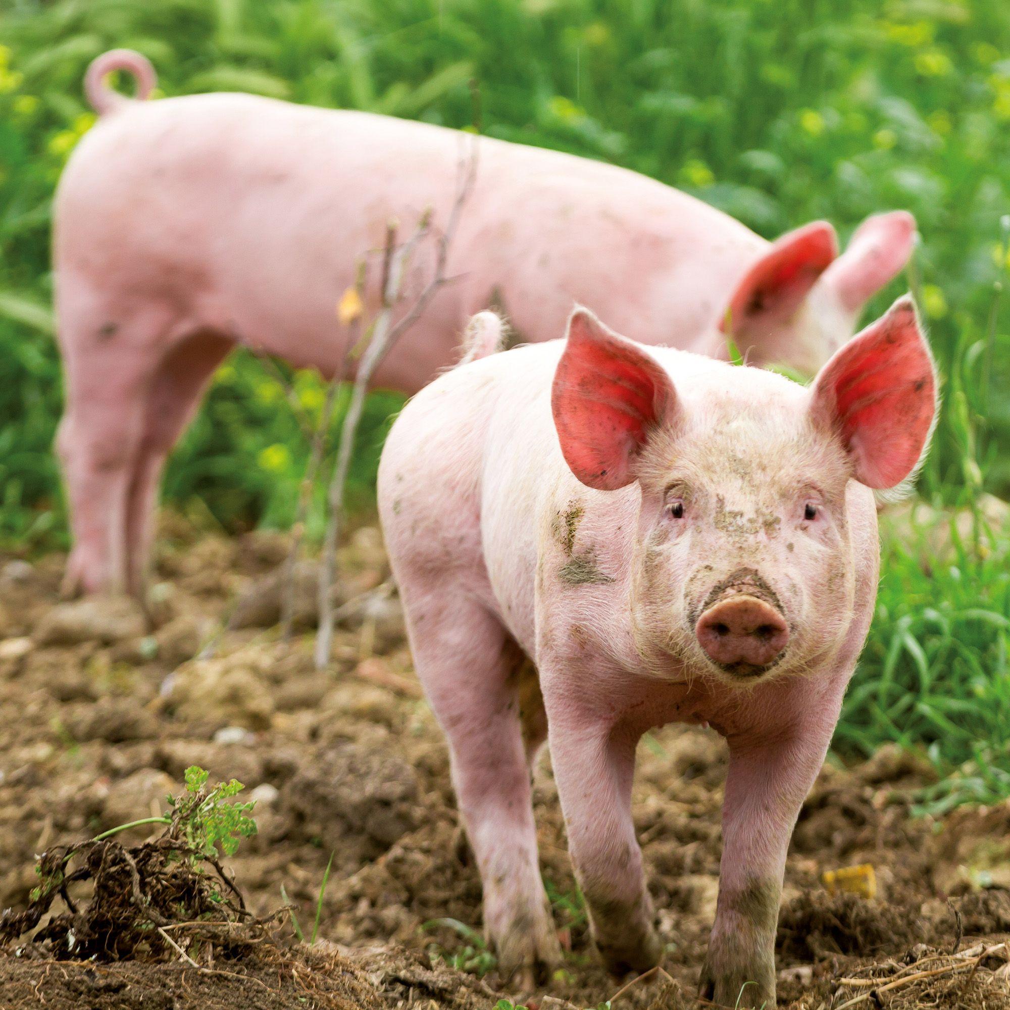 Beispielinhalt (Bild) Schweinchen / Piggies 2027