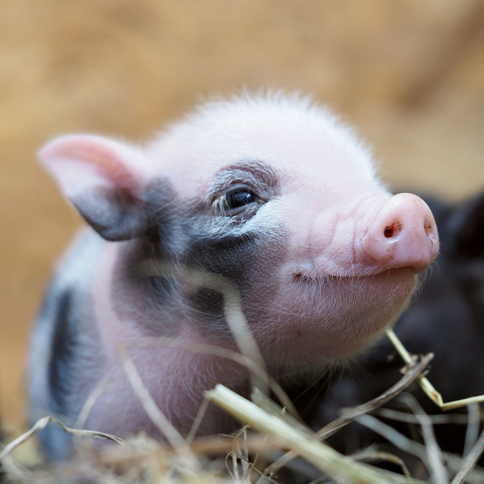 Beispielinhalt (Bild) Schweinchen / Piggies 2027