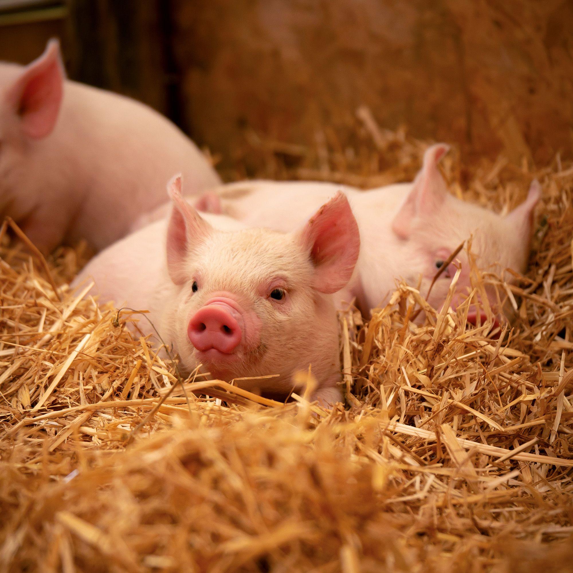 Beispielinhalt (Bild) Schweinchen / Piggies 2027