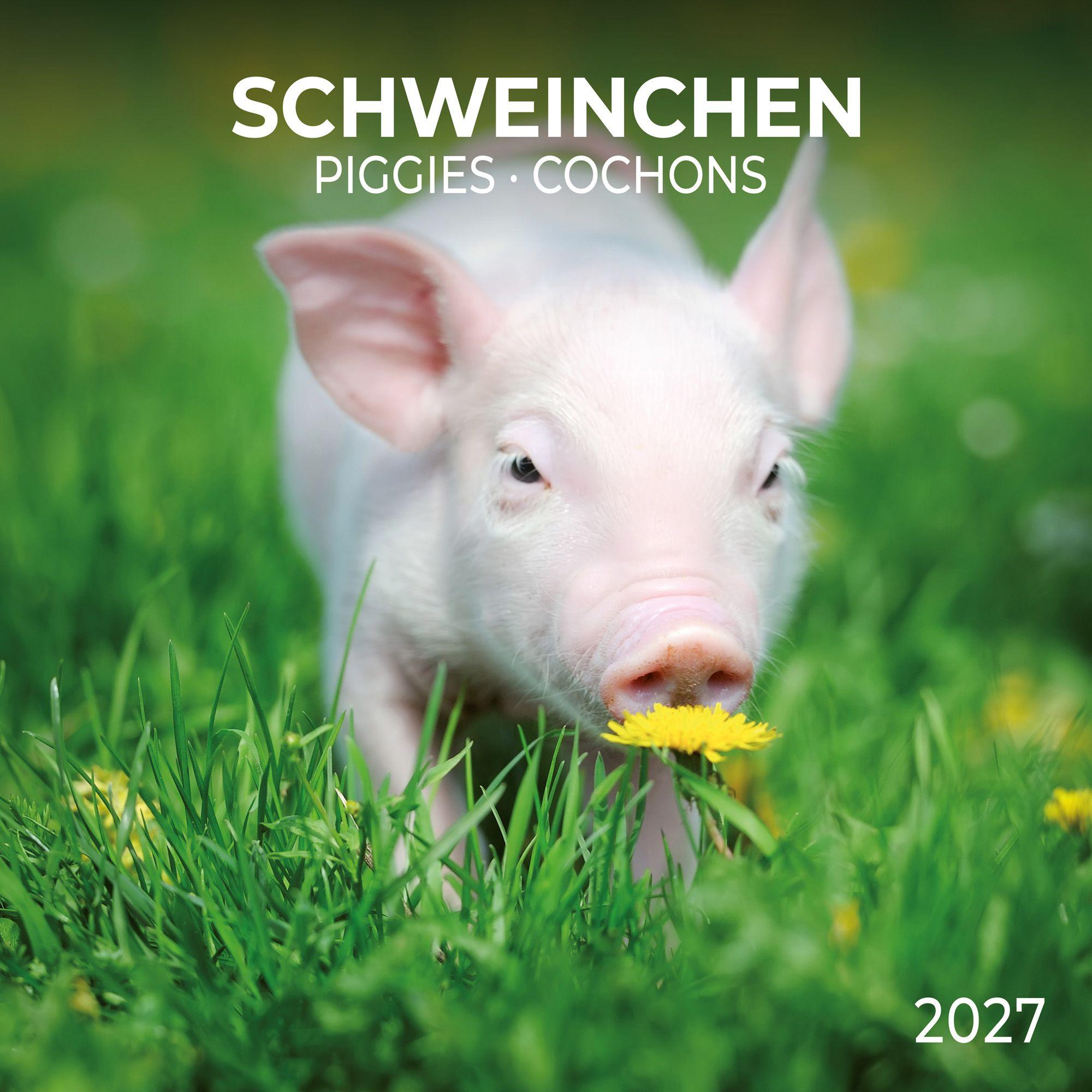 Vorderes Coverbild Schweinchen / Piggies 2027