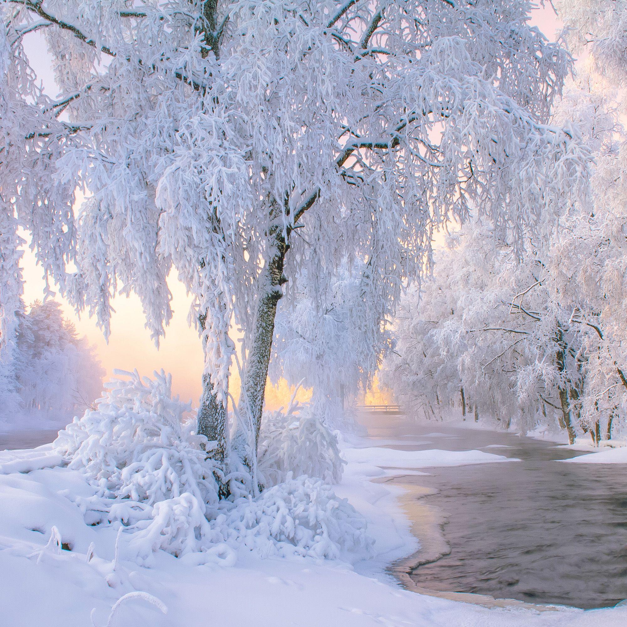 Beispielinhalt (Bild) Trees  2027