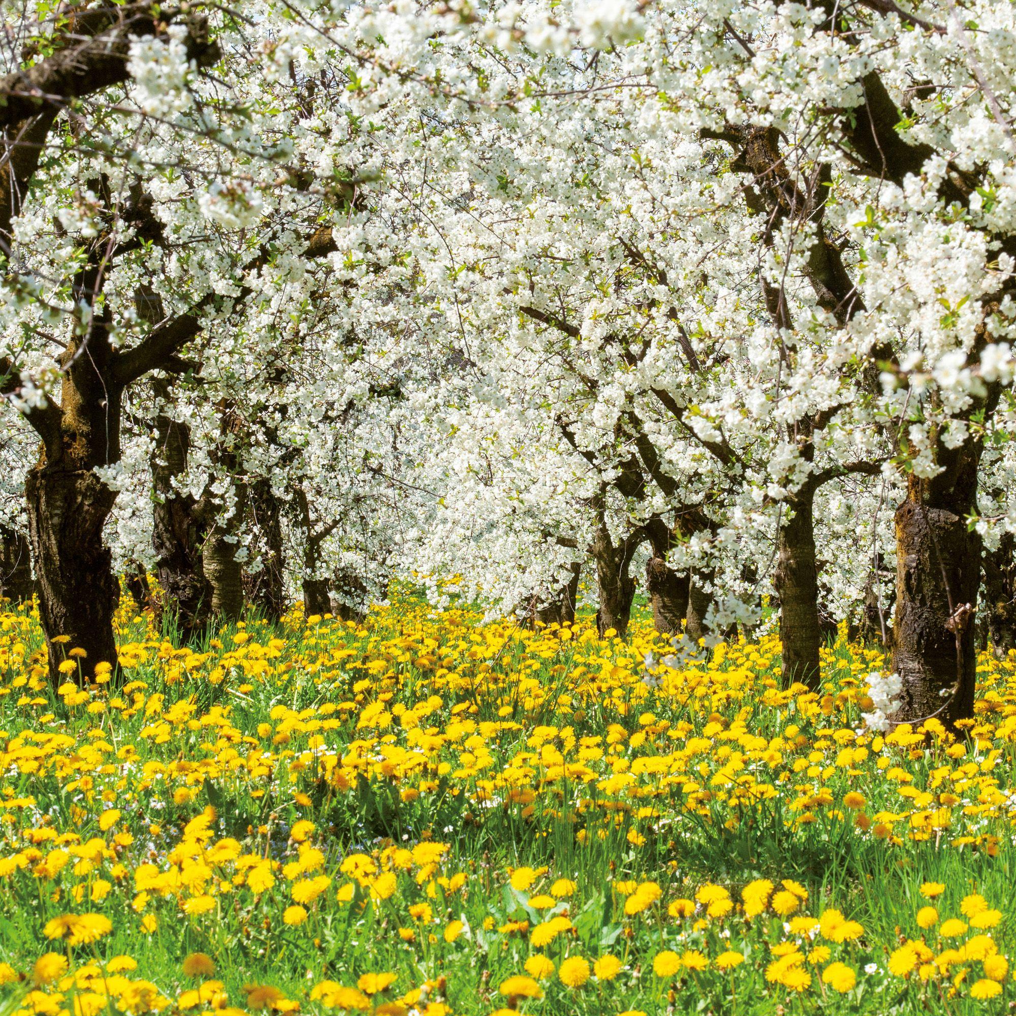Beispielinhalt (Bild) Trees  2027