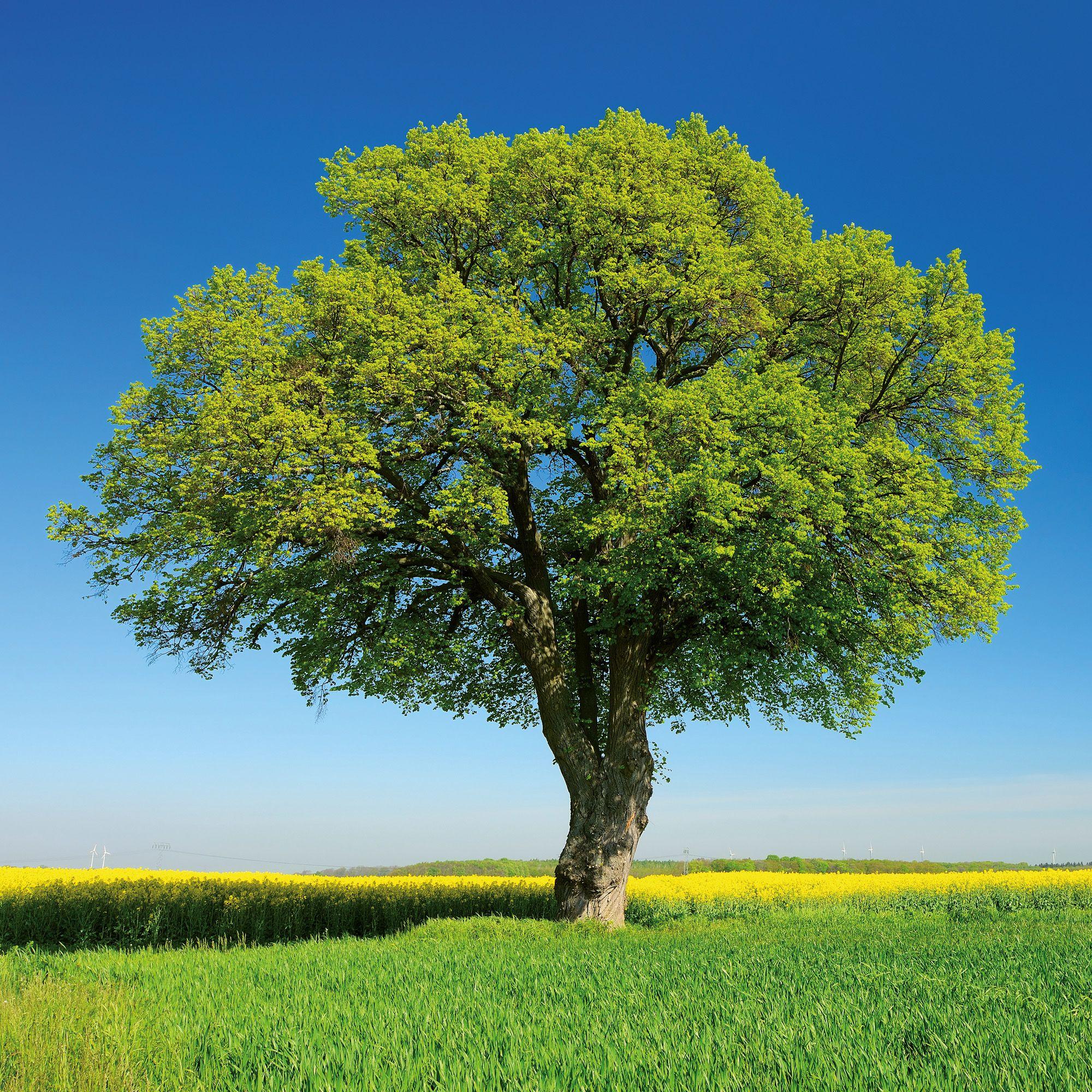 Beispielinhalt (Bild) Trees  2027