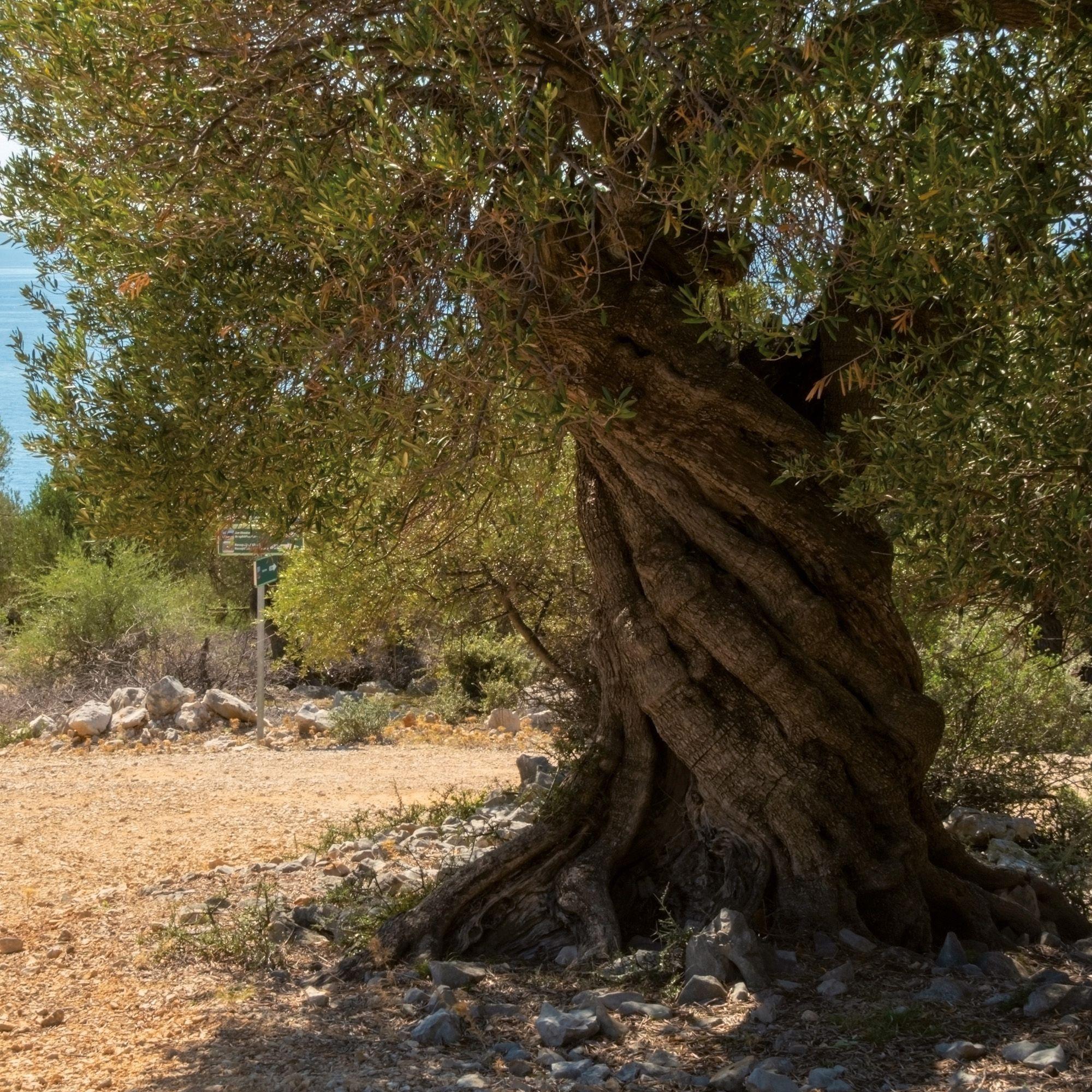 Beispielinhalt (Bild) Trees  2027
