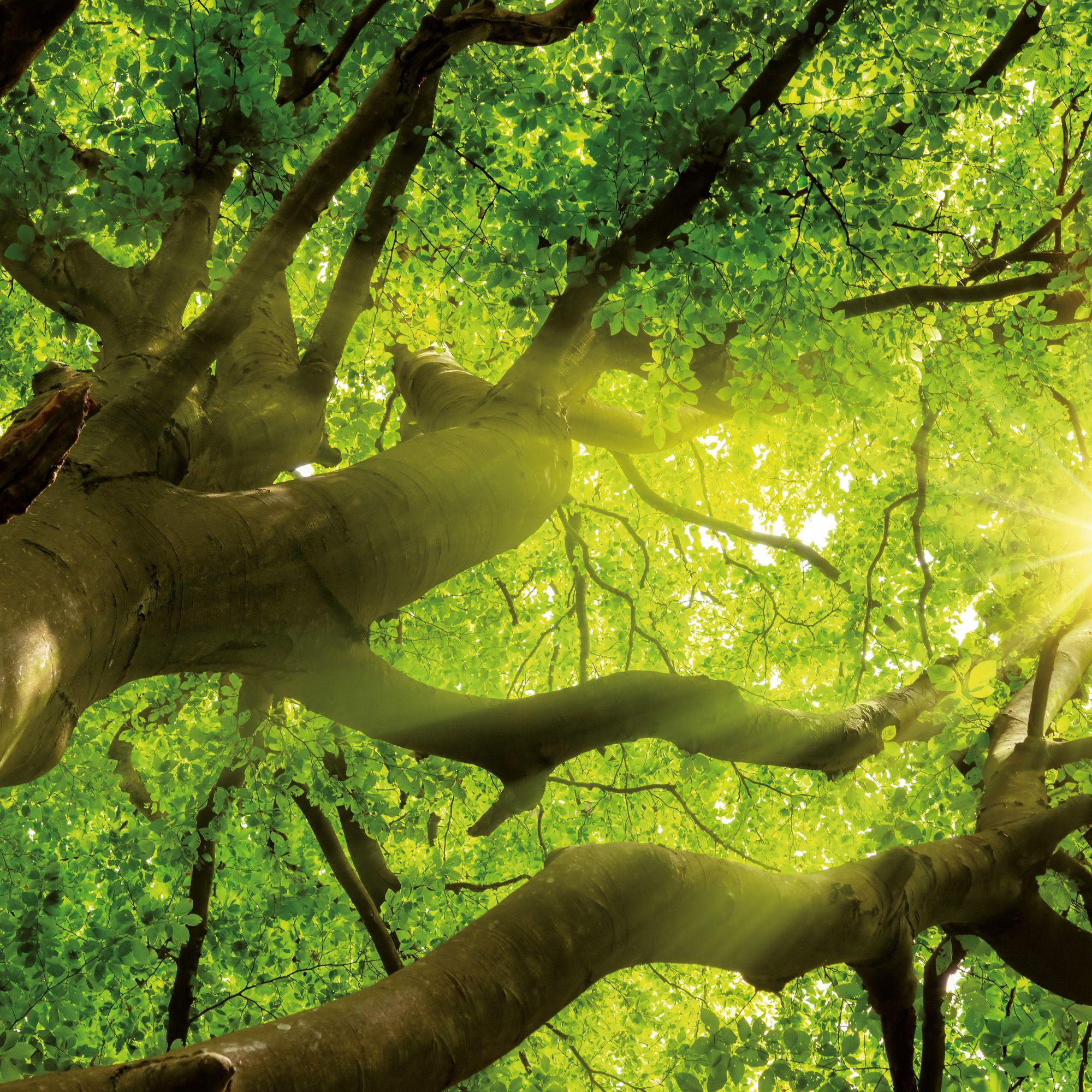 Beispielinhalt (Bild) Trees  2027