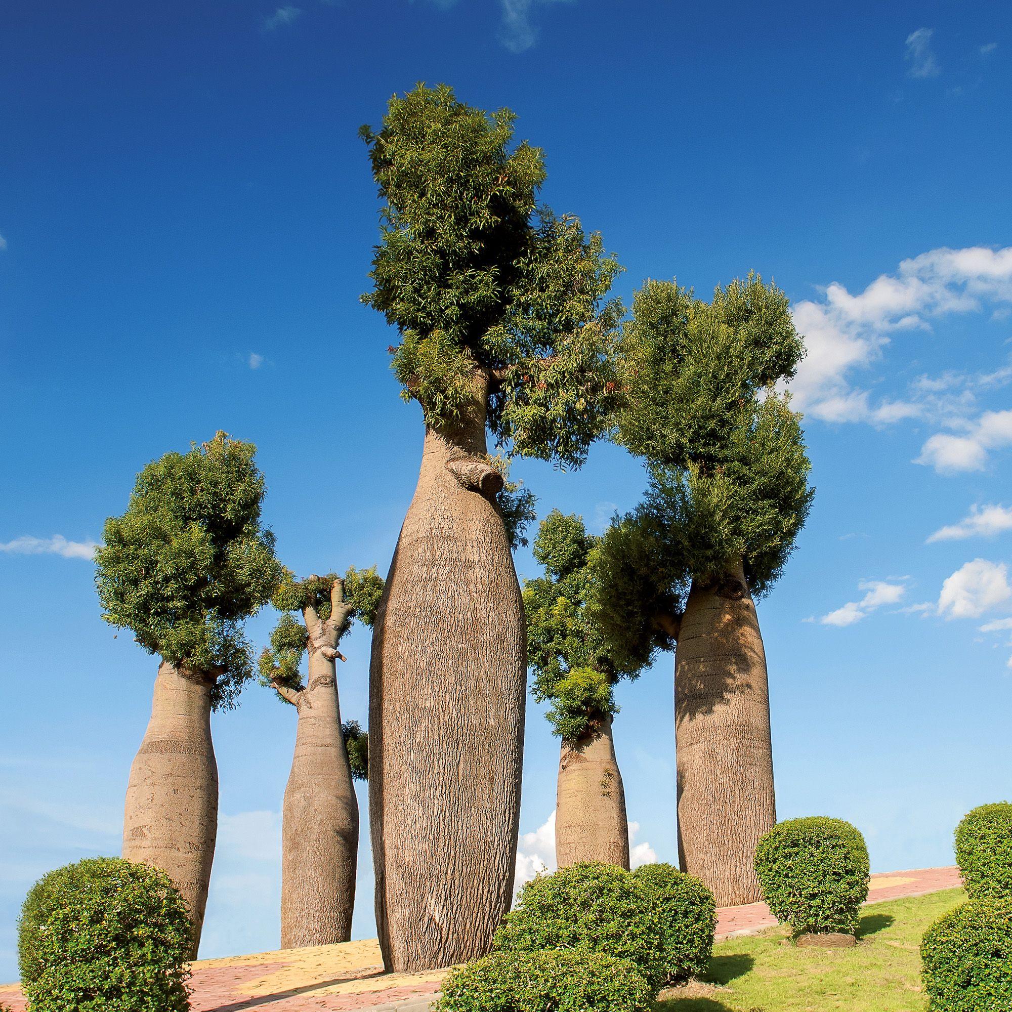 Beispielinhalt (Bild) Trees  2027