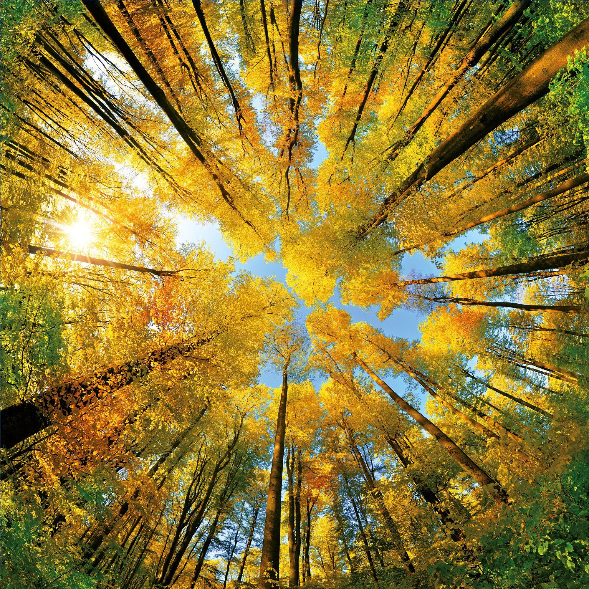 Beispielinhalt (Bild) Trees  2027