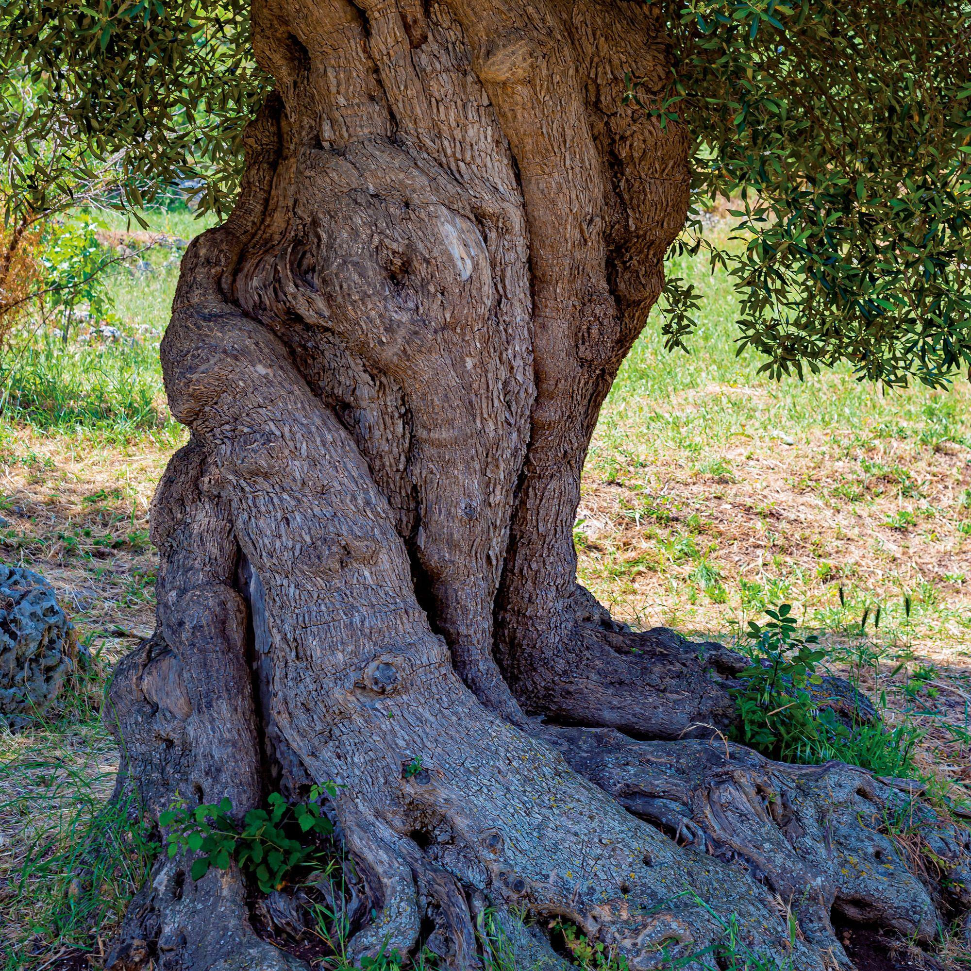 Beispielinhalt (Bild) Trees  2027