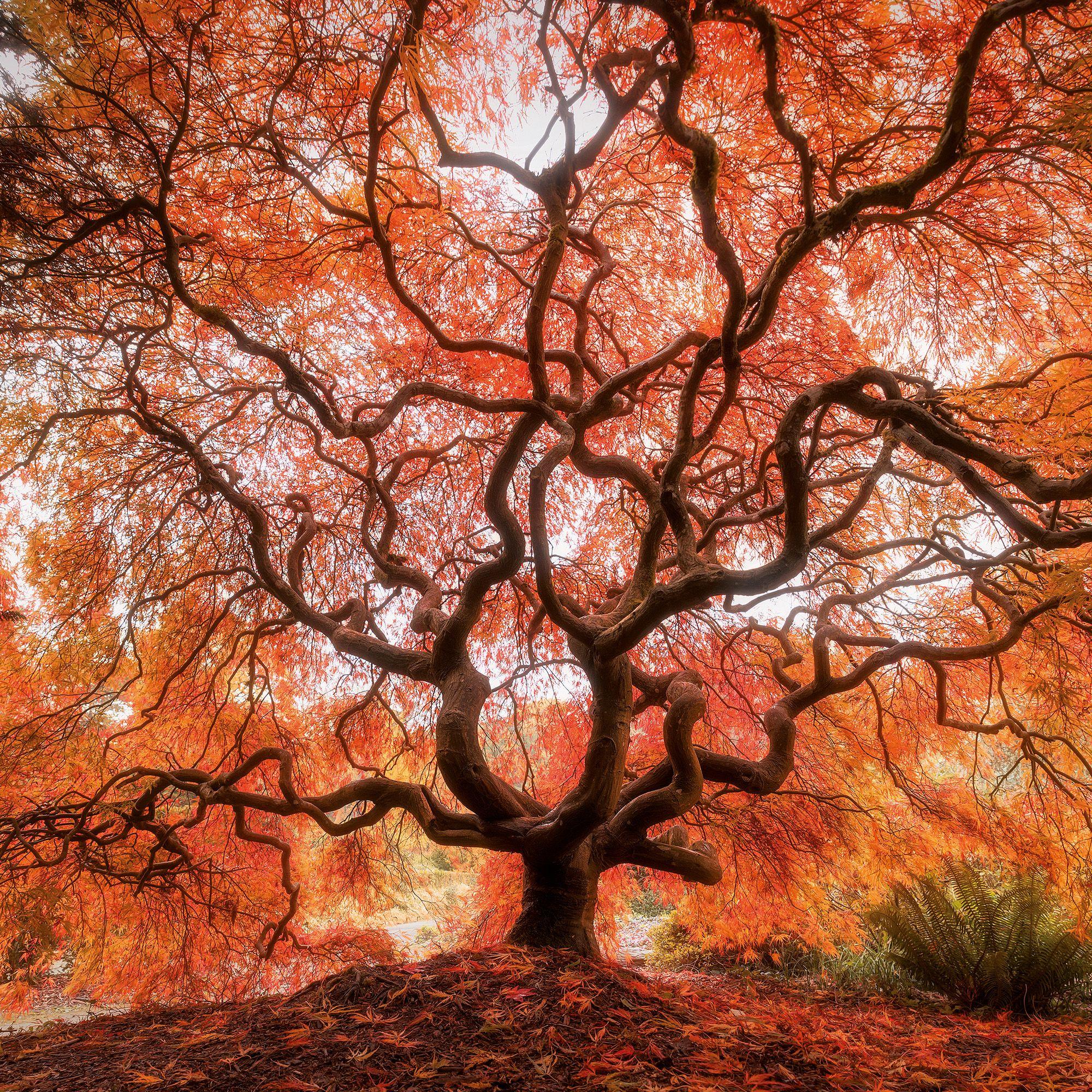 Beispielinhalt (Bild) Trees  2027