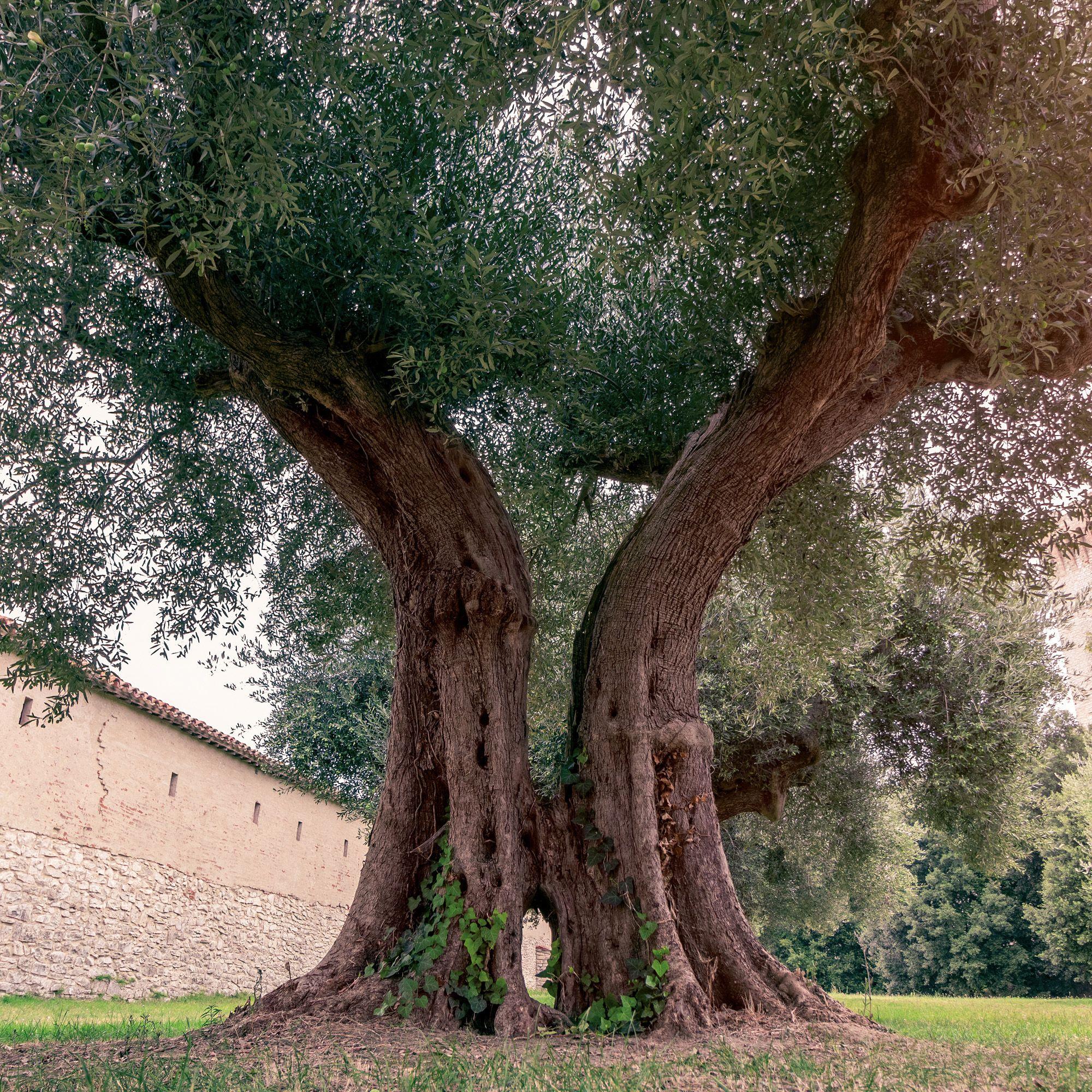 Beispielinhalt (Bild) Trees  2027