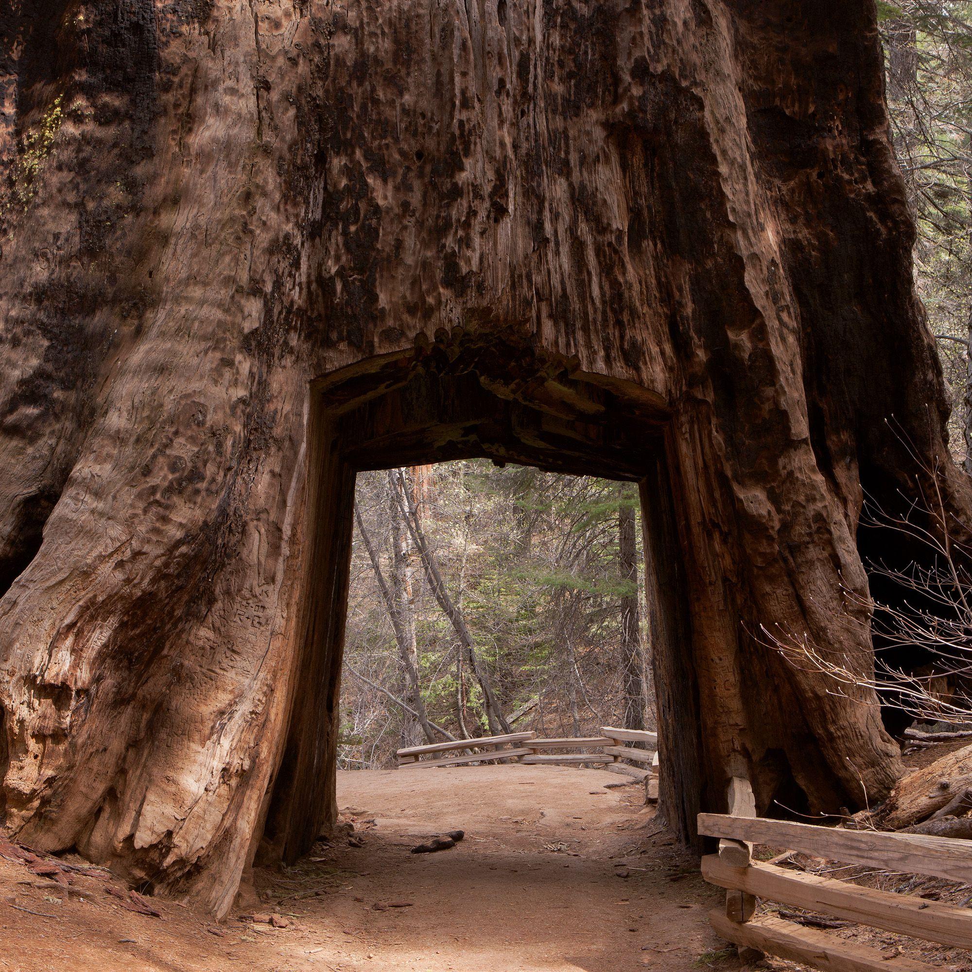 Beispielinhalt (Bild) Trees  2027