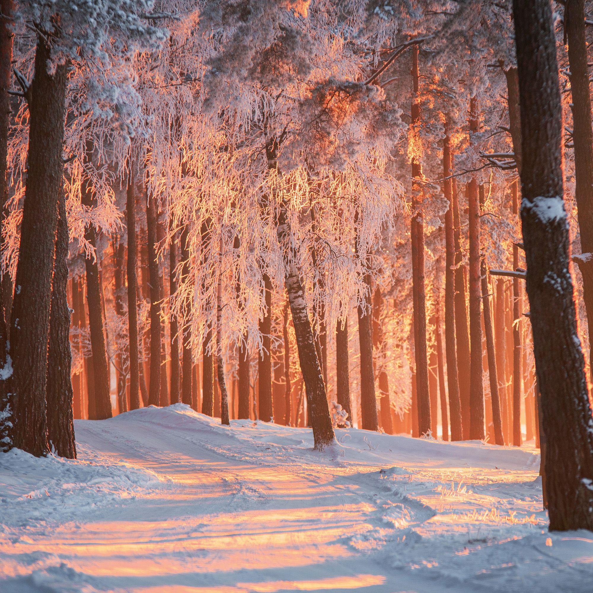 Beispielinhalt (Bild) Trees  2027