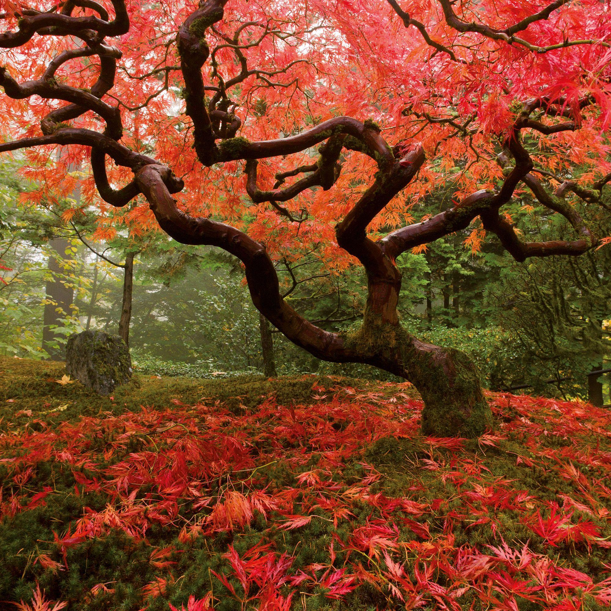 Beispielinhalt (Bild) Japanese Garden 2027