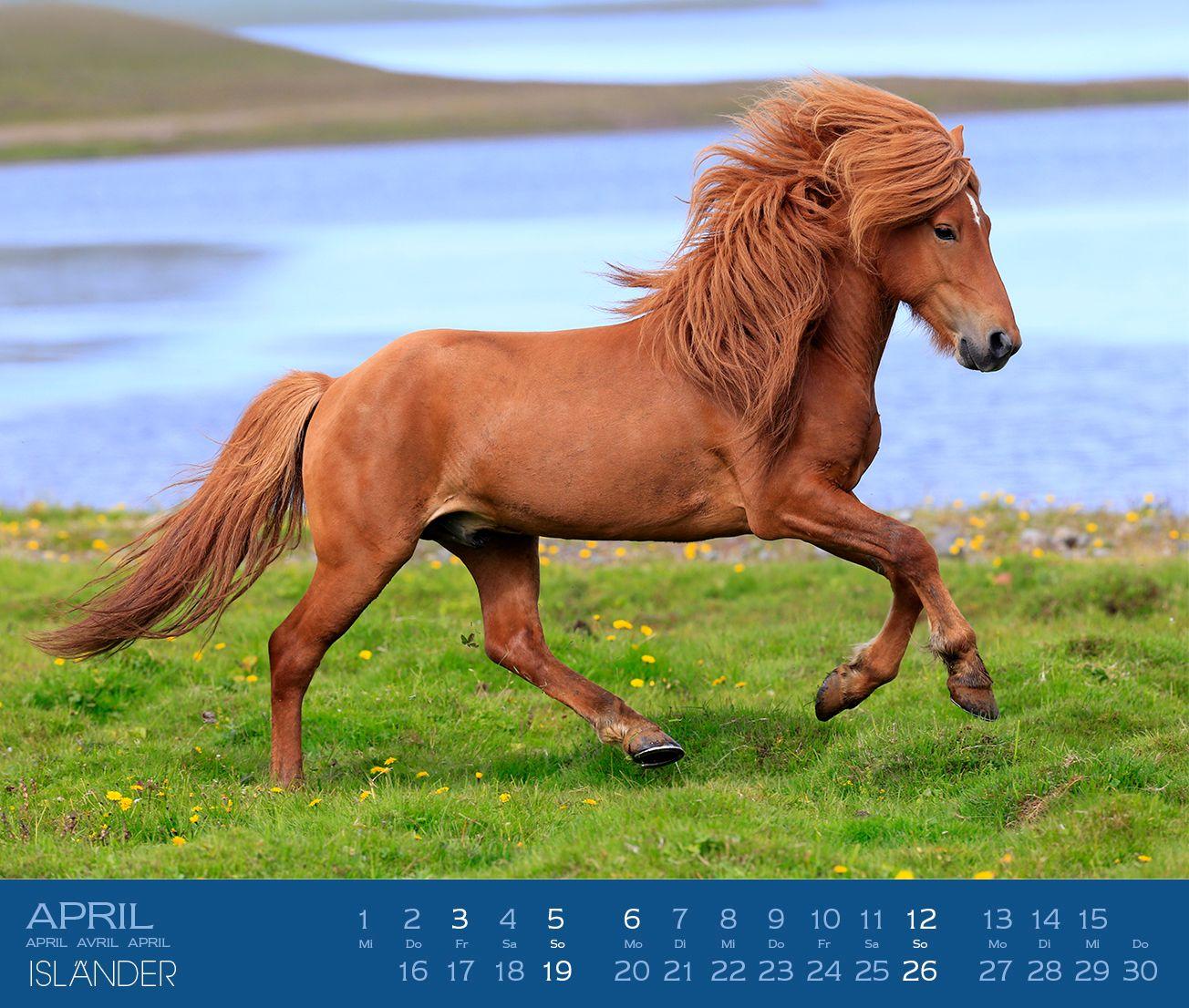 Beispielinhalt (Bild) Isländer 2027