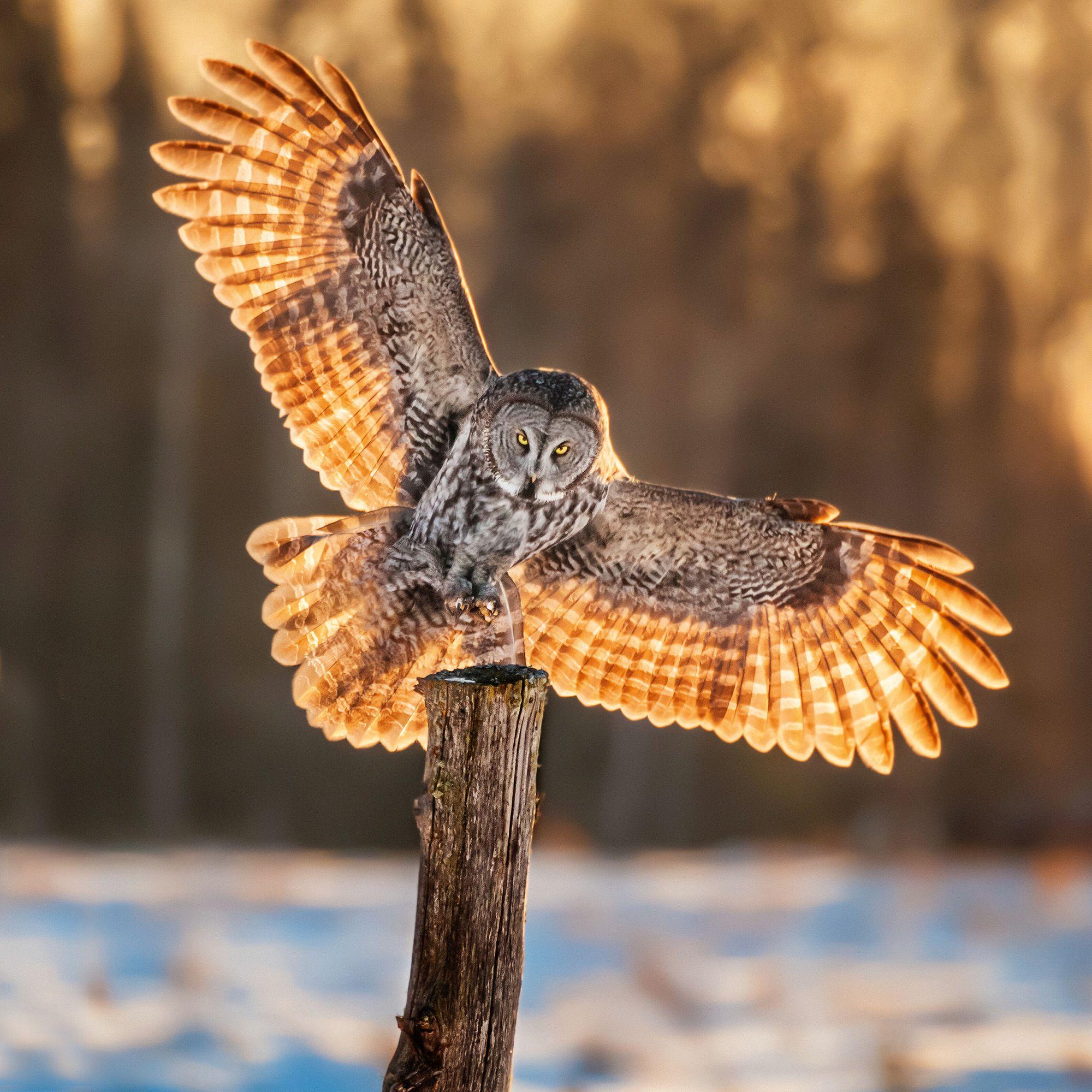 Beispielinhalt (Bild) Magic Owls 2027