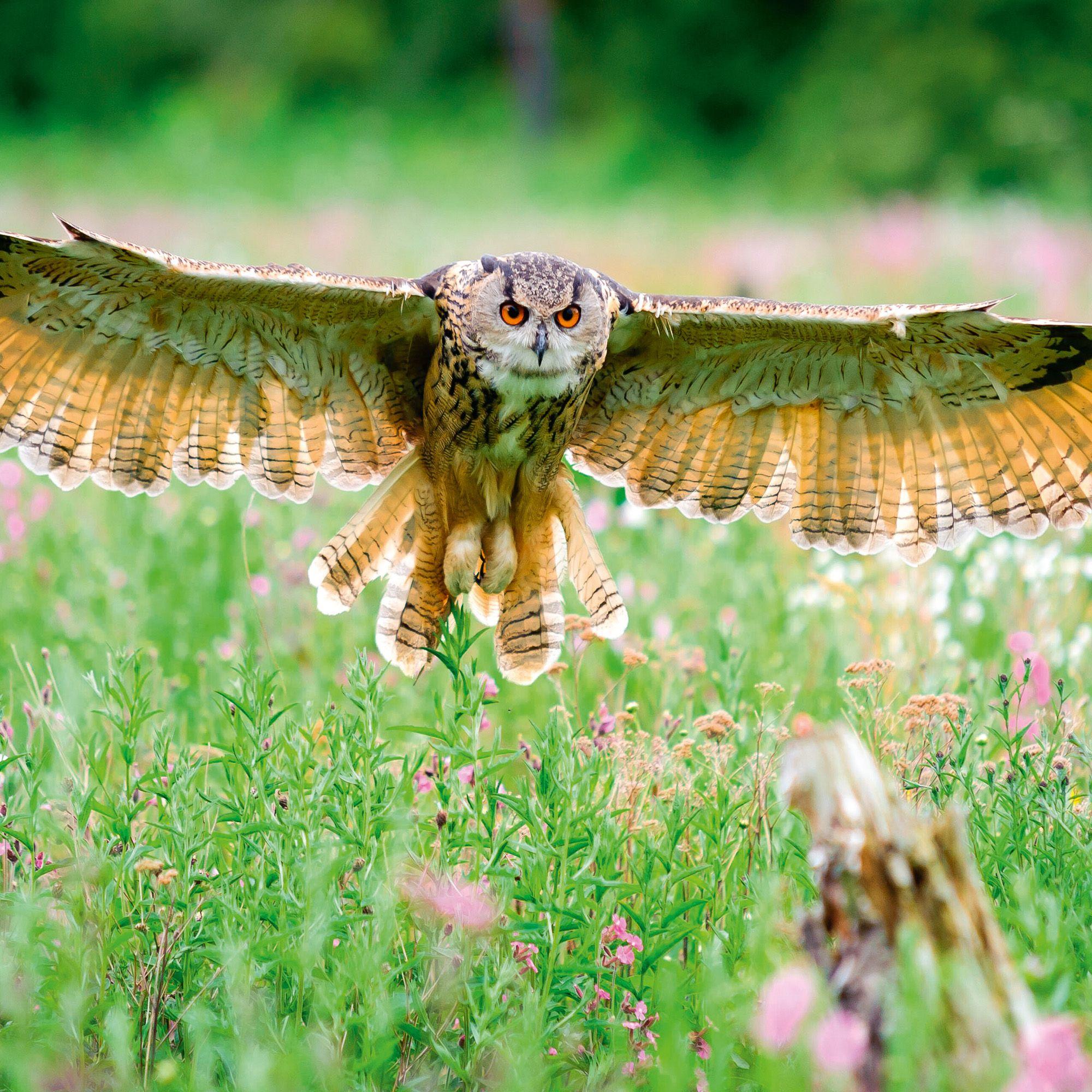 Beispielinhalt (Bild) Magic Owls 2027