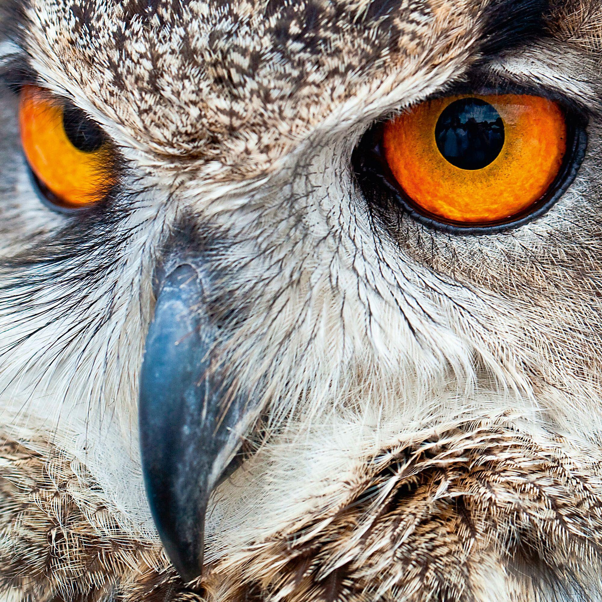 Beispielinhalt (Bild) Magic Owls 2027