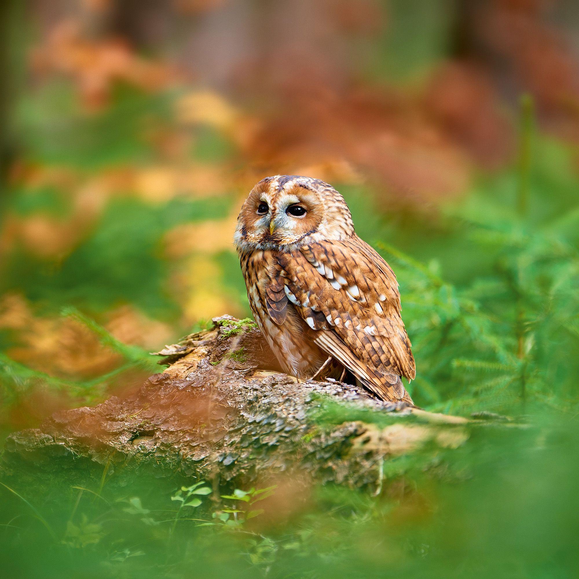 Beispielinhalt (Bild) Magic Owls 2027