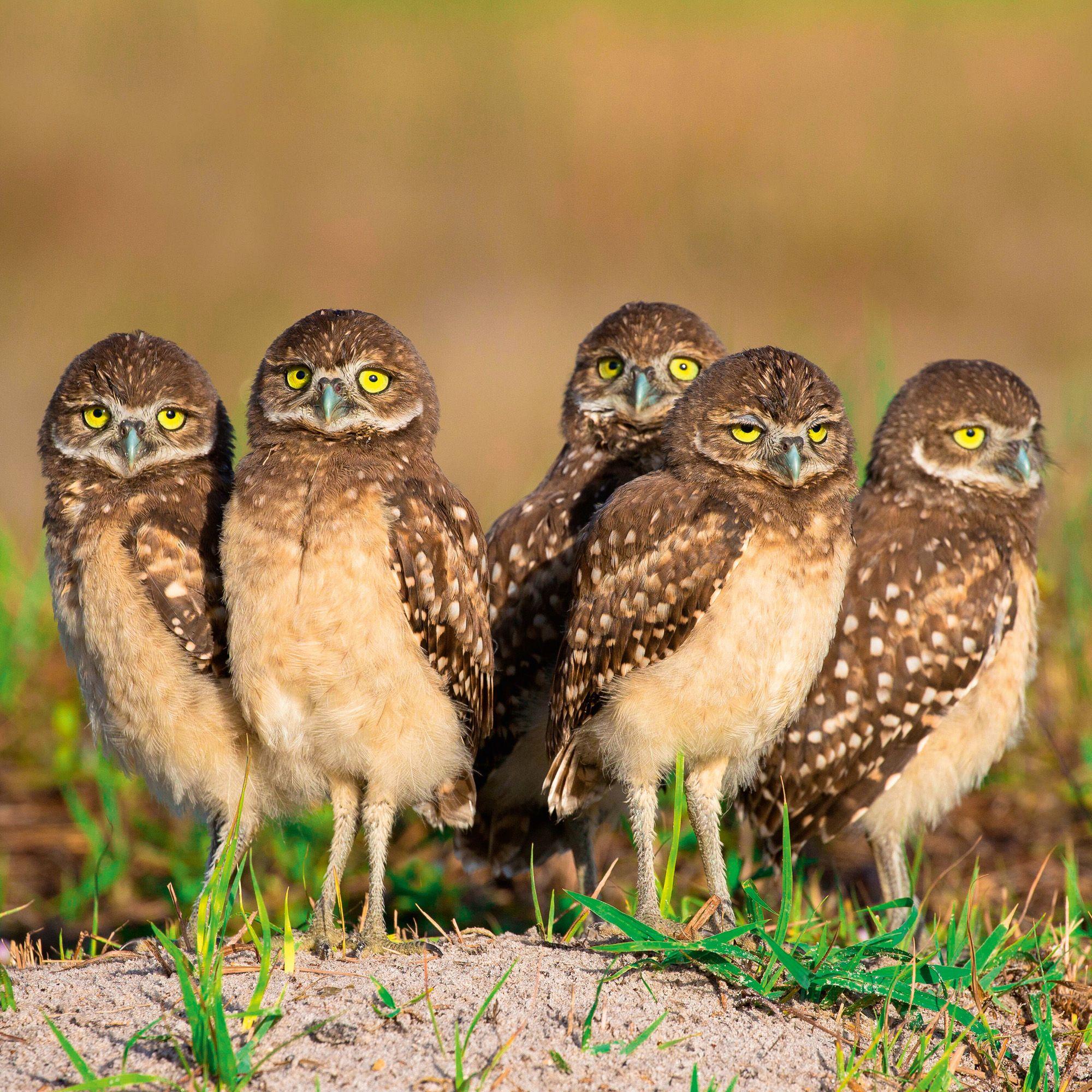 Beispielinhalt (Bild) Magic Owls 2027