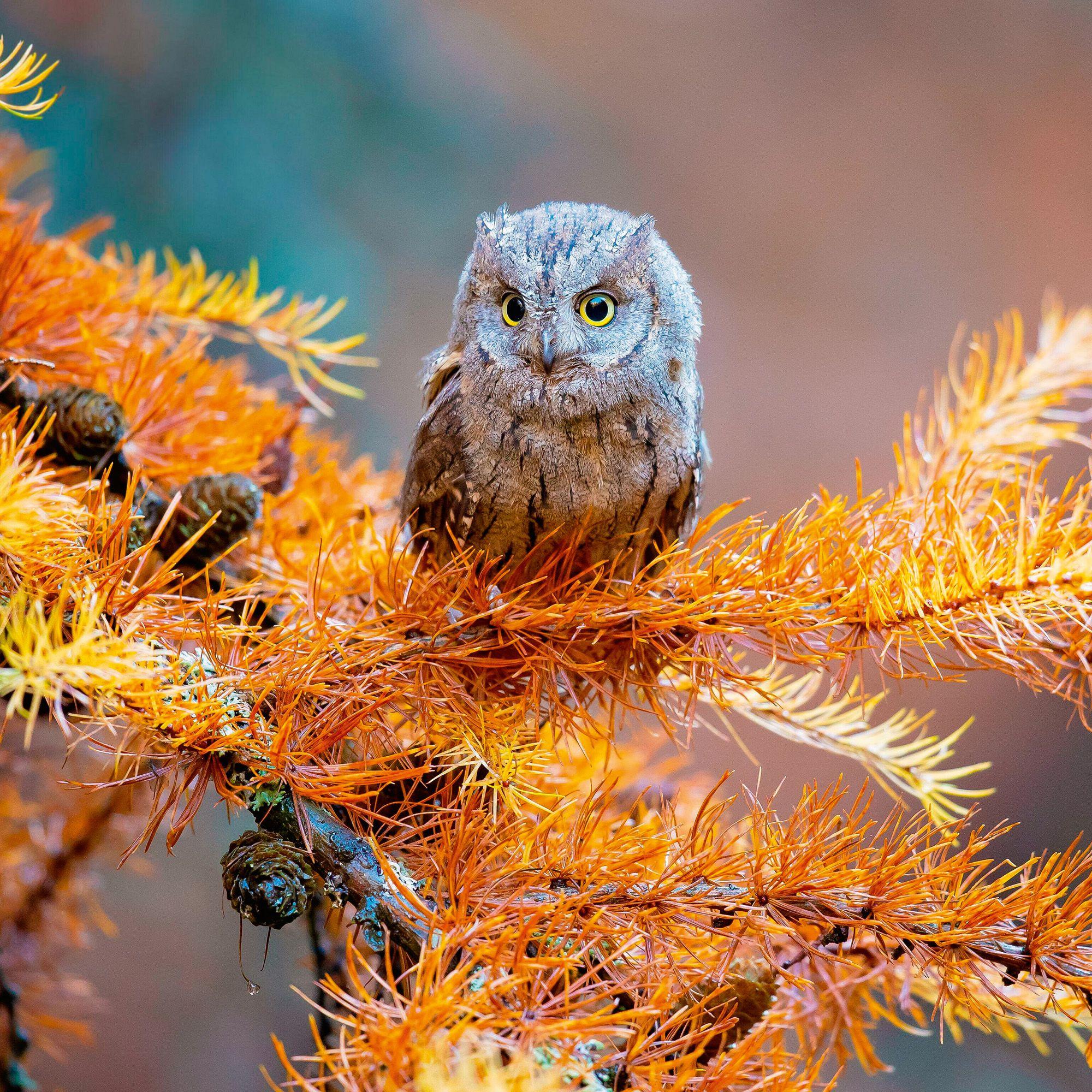 Beispielinhalt (Bild) Magic Owls 2027