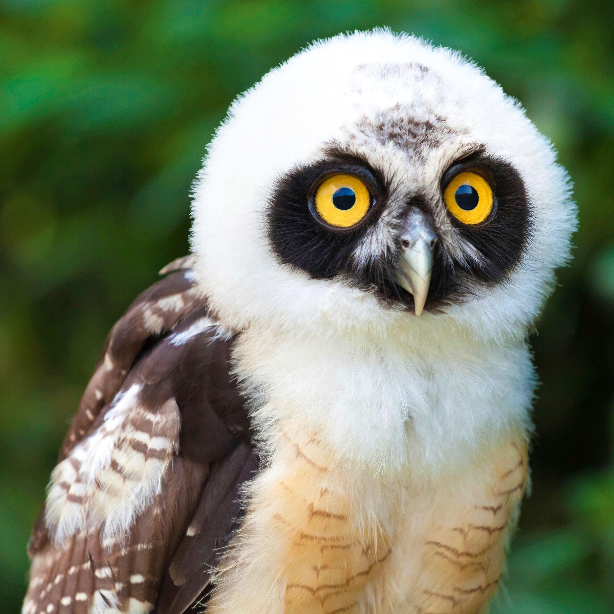 Beispielinhalt (Bild) Magic Owls 2027