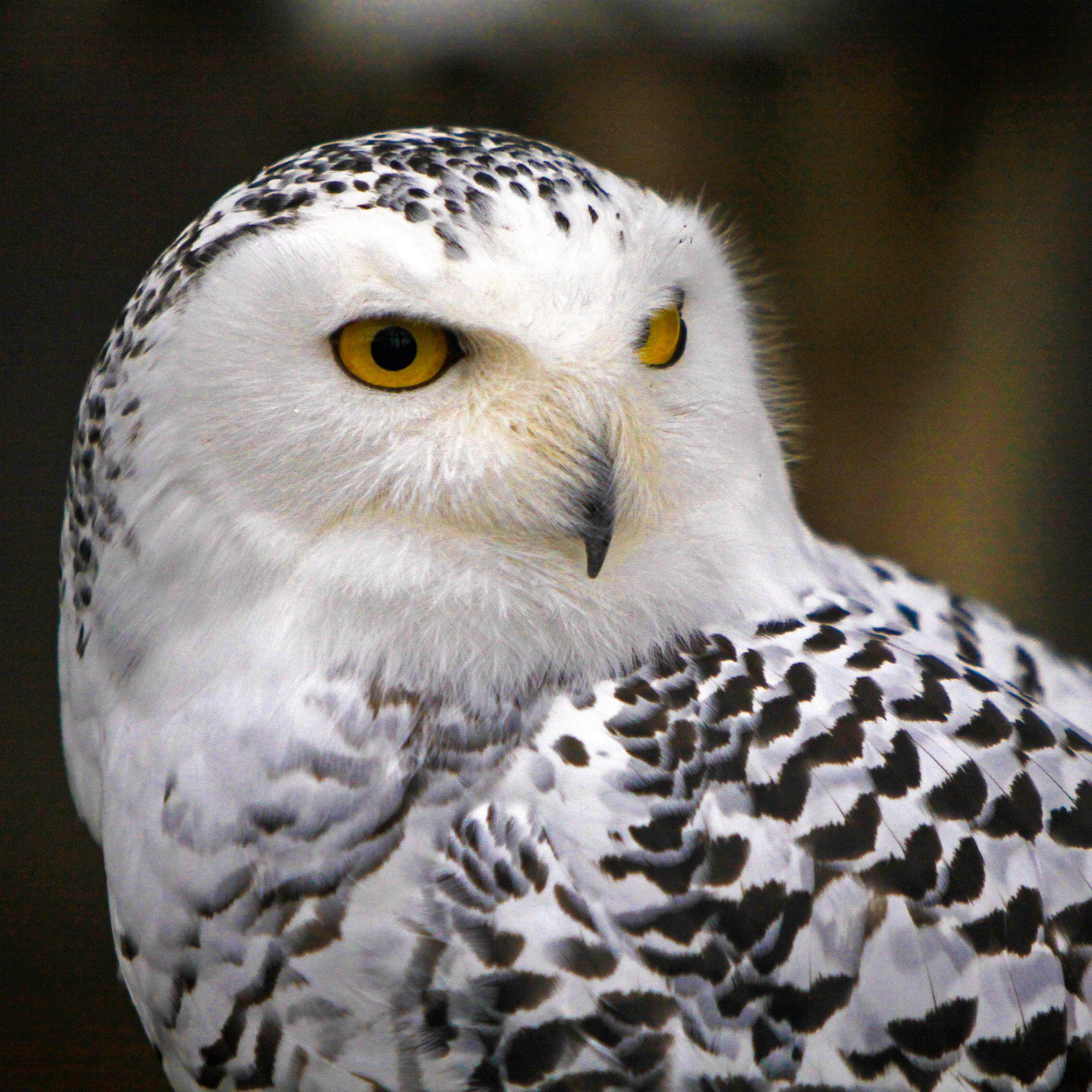 Beispielinhalt (Bild) Magic Owls 2027