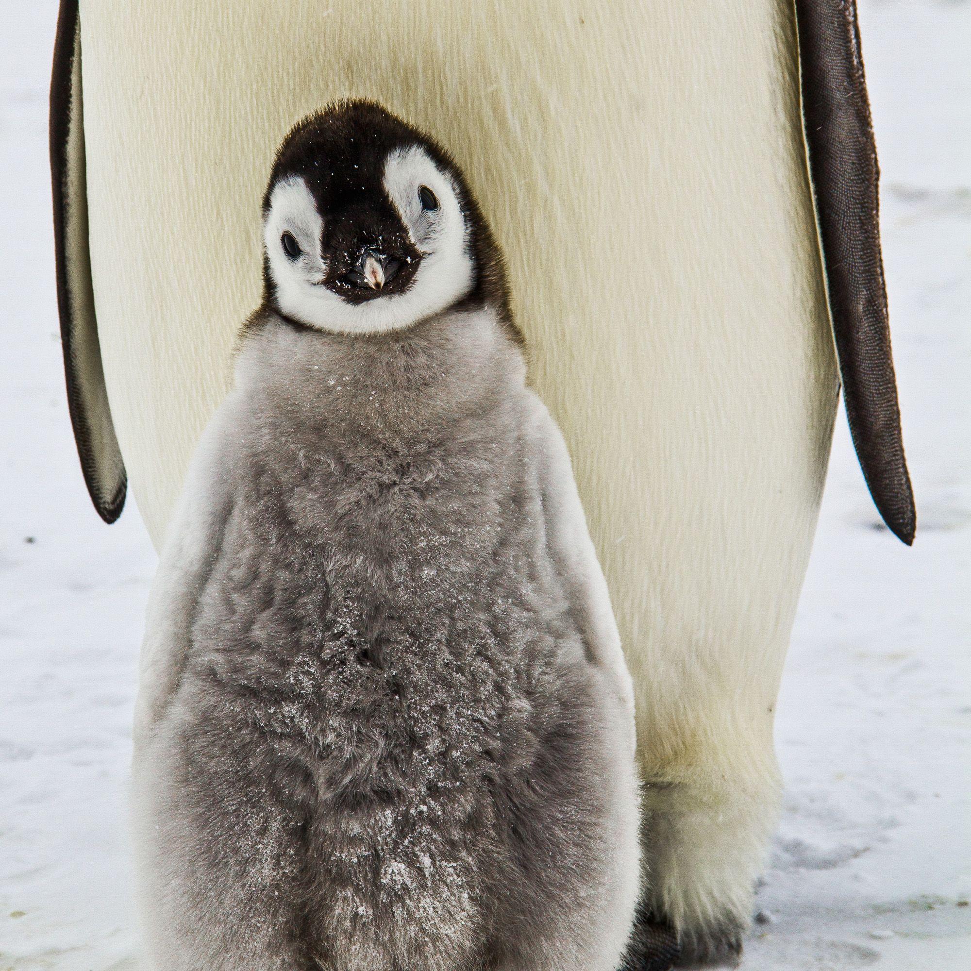 Beispielinhalt (Bild) Penguins 2027