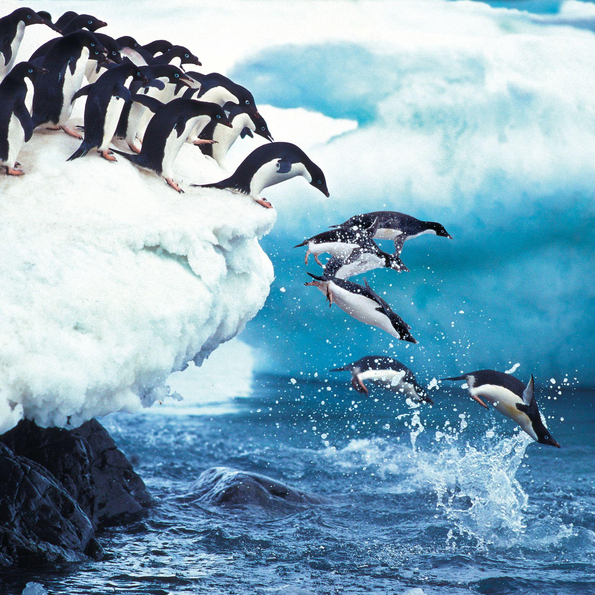 Beispielinhalt (Bild) Penguins 2027