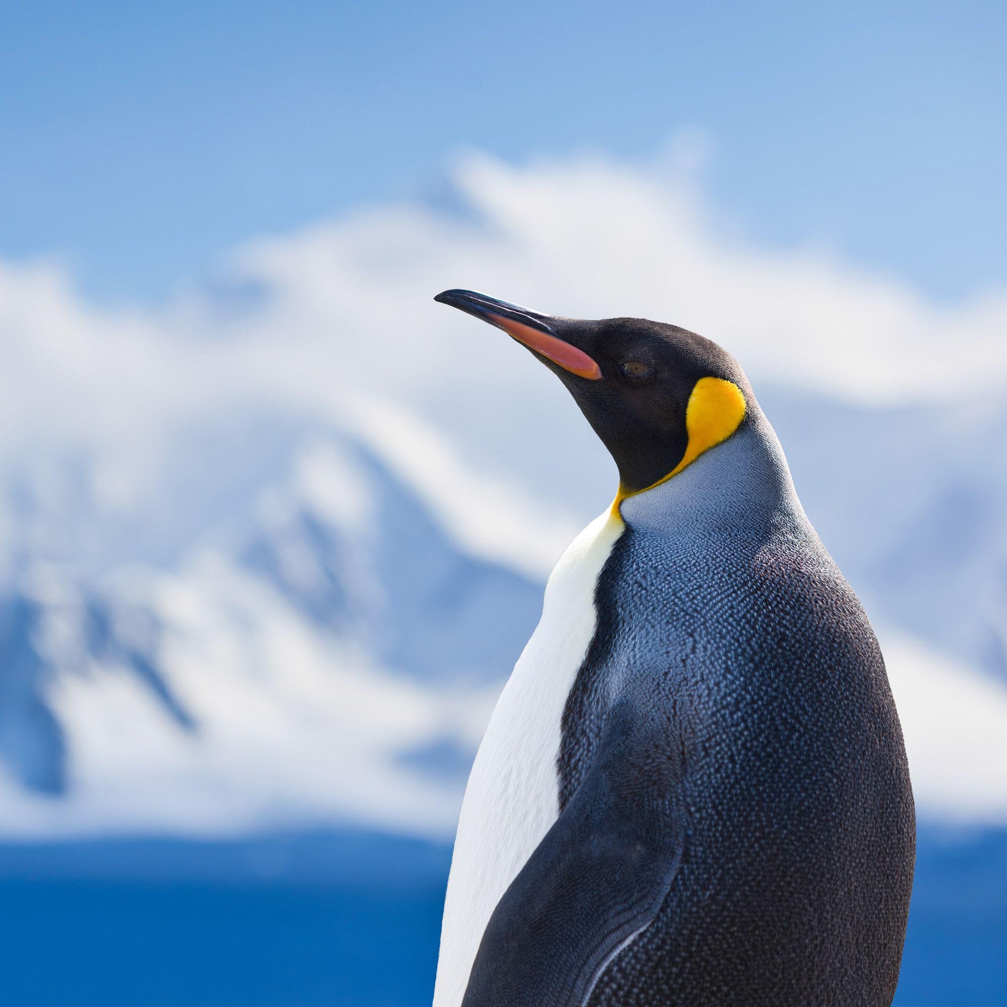 Beispielinhalt (Bild) Penguins 2027