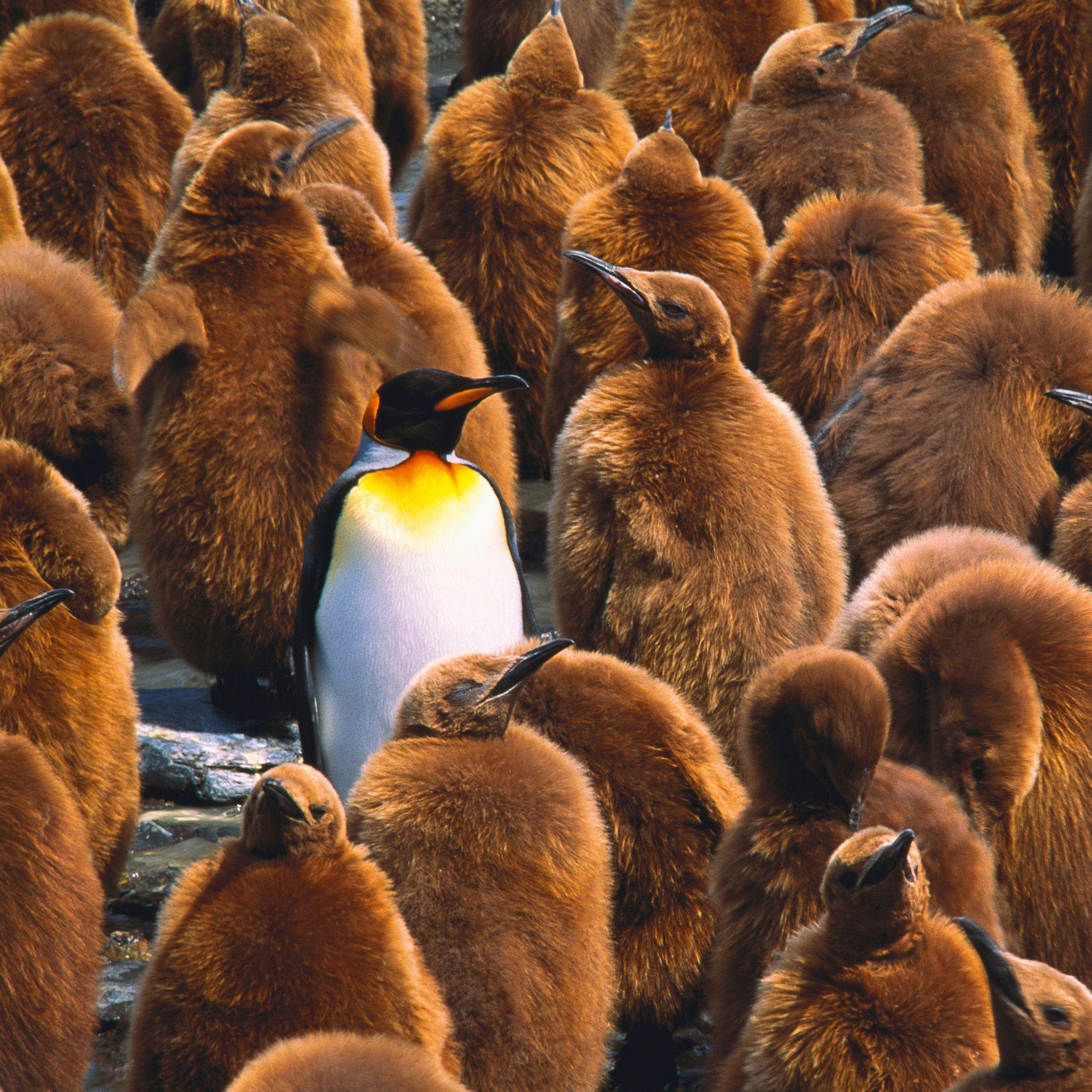 Beispielinhalt (Bild) Penguins 2027