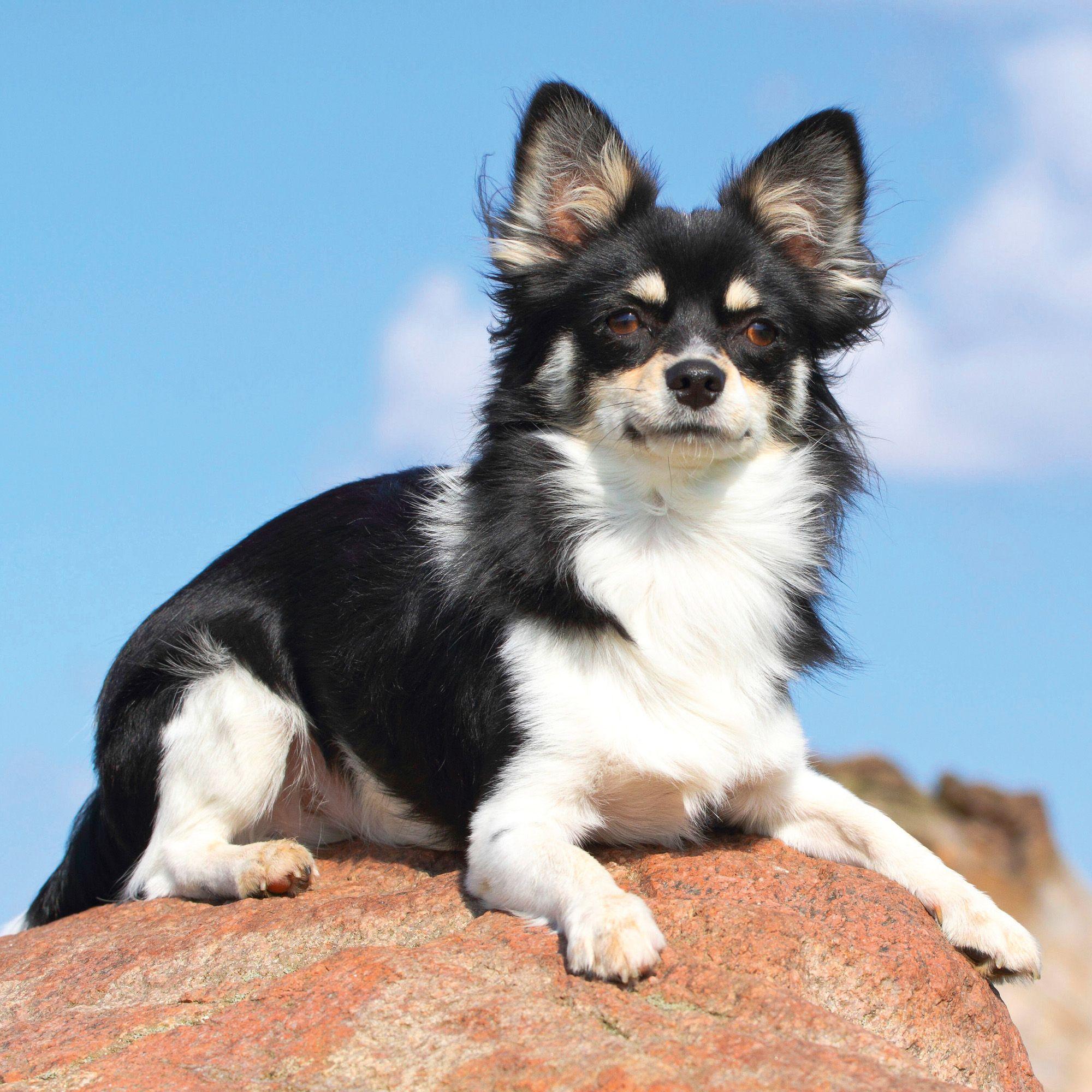 Beispielinhalt (Bild) Dogs 2027