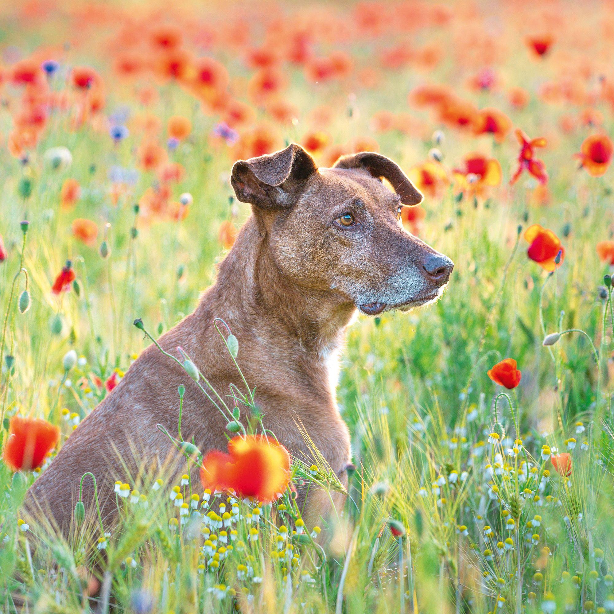 Beispielinhalt (Bild) Dogs 2027