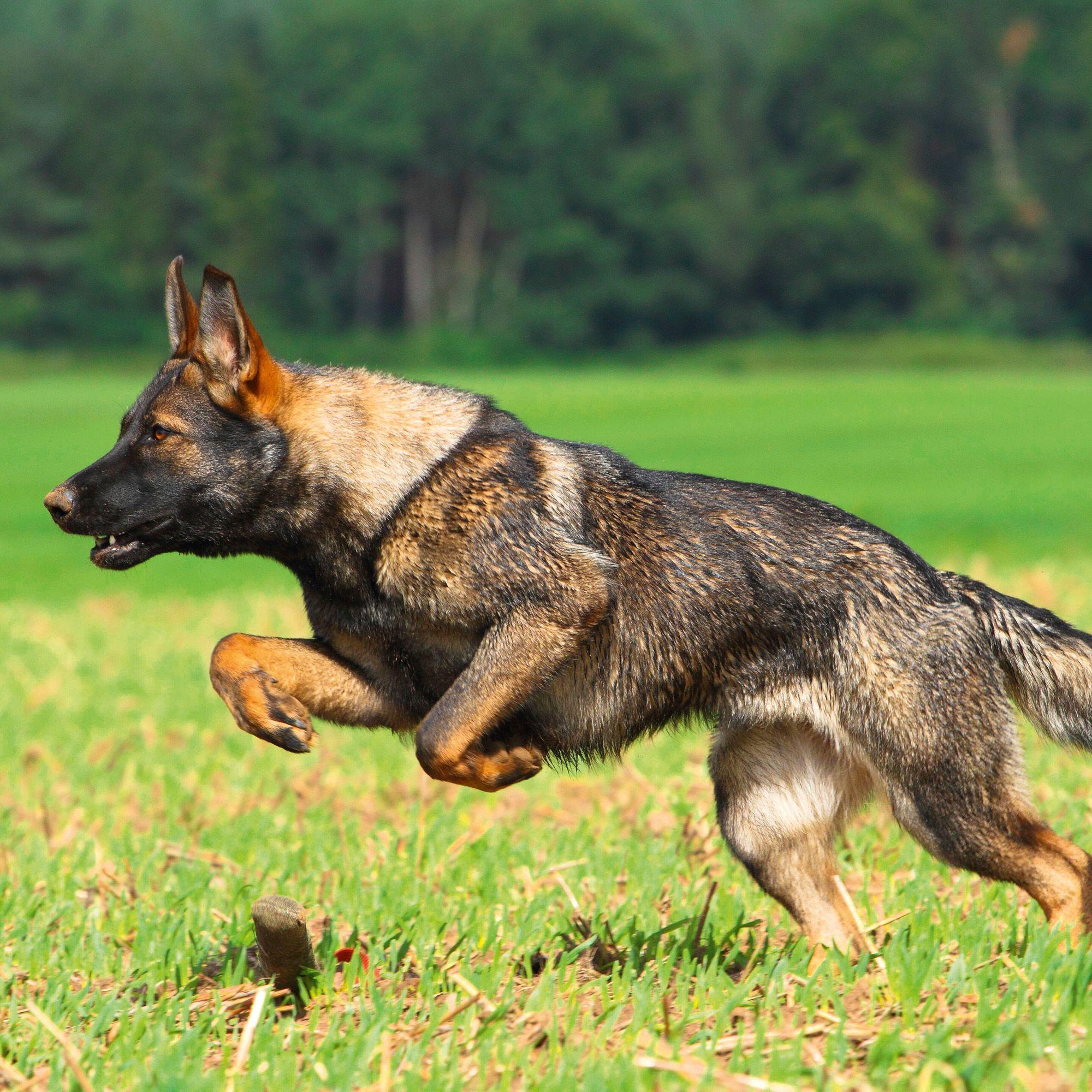 Beispielinhalt (Bild) Dogs 2027