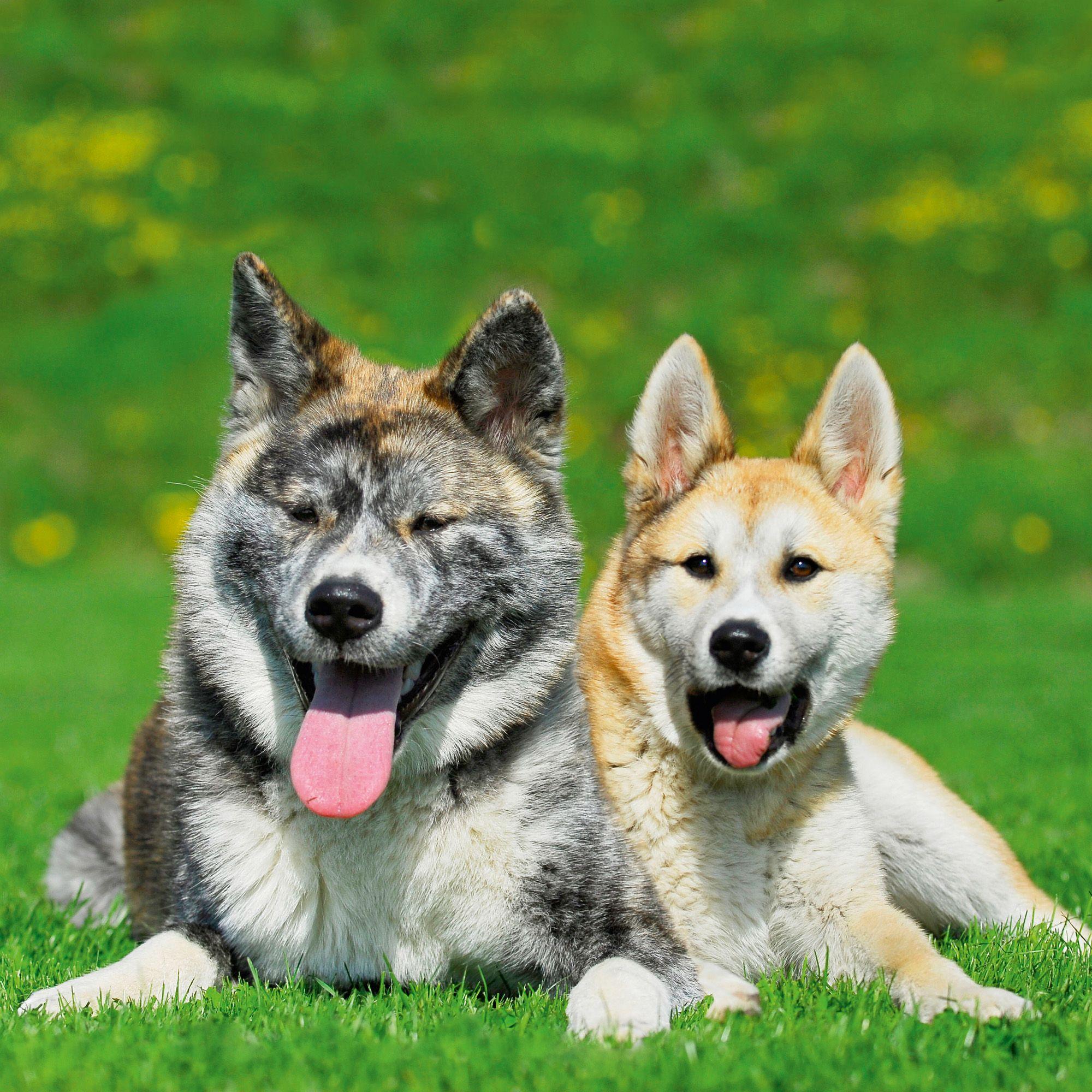 Beispielinhalt (Bild) Dogs 2027