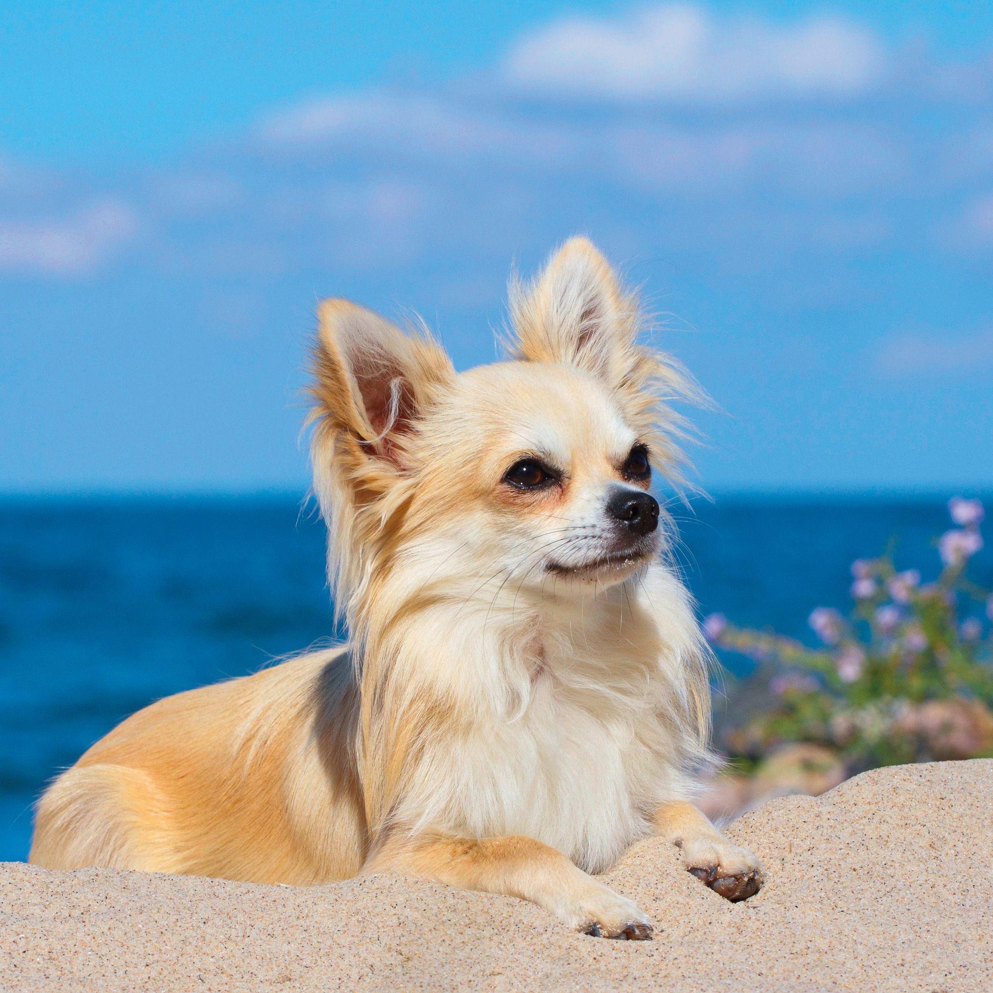 Beispielinhalt (Bild) Dogs 2027