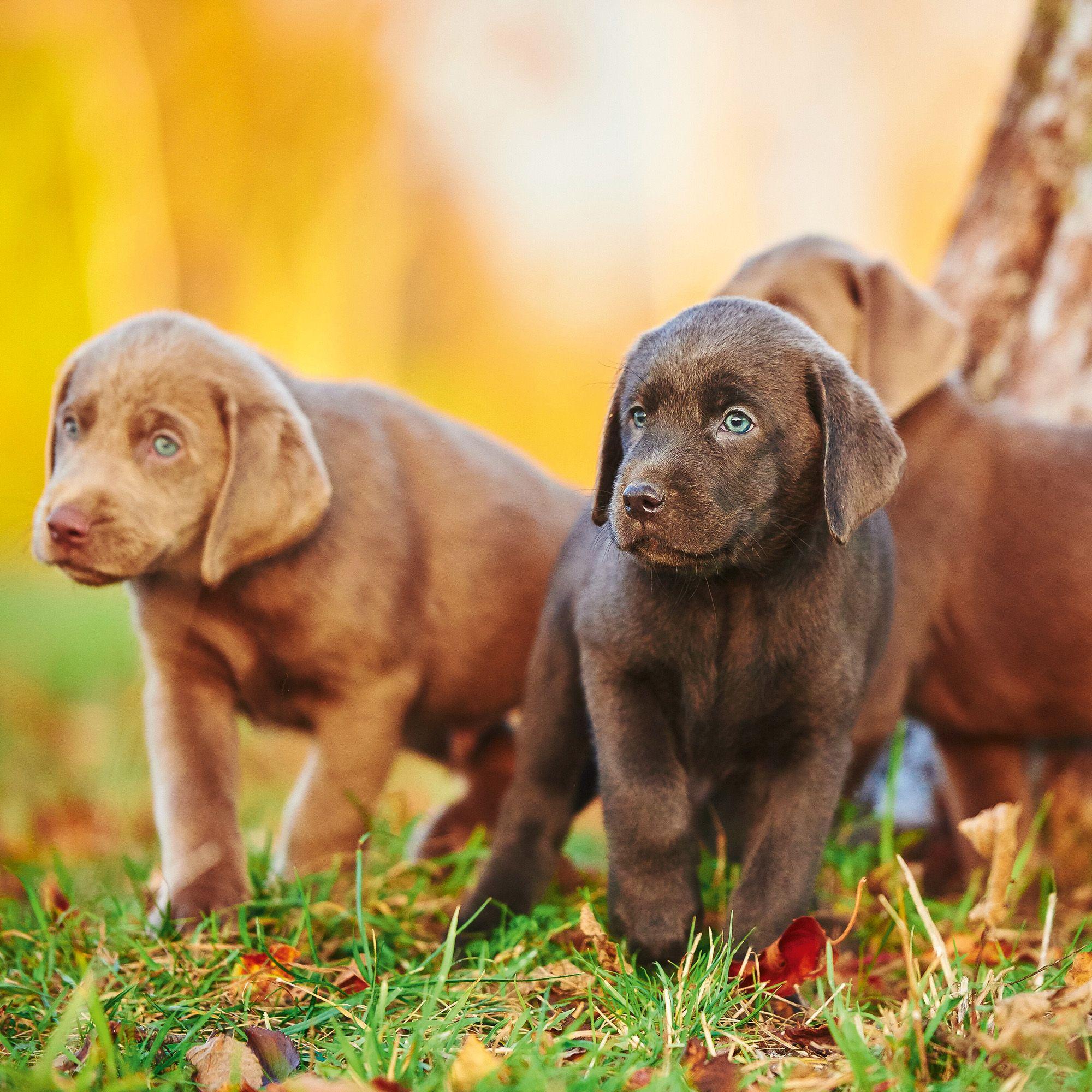 Beispielinhalt (Bild) Dogs 2027