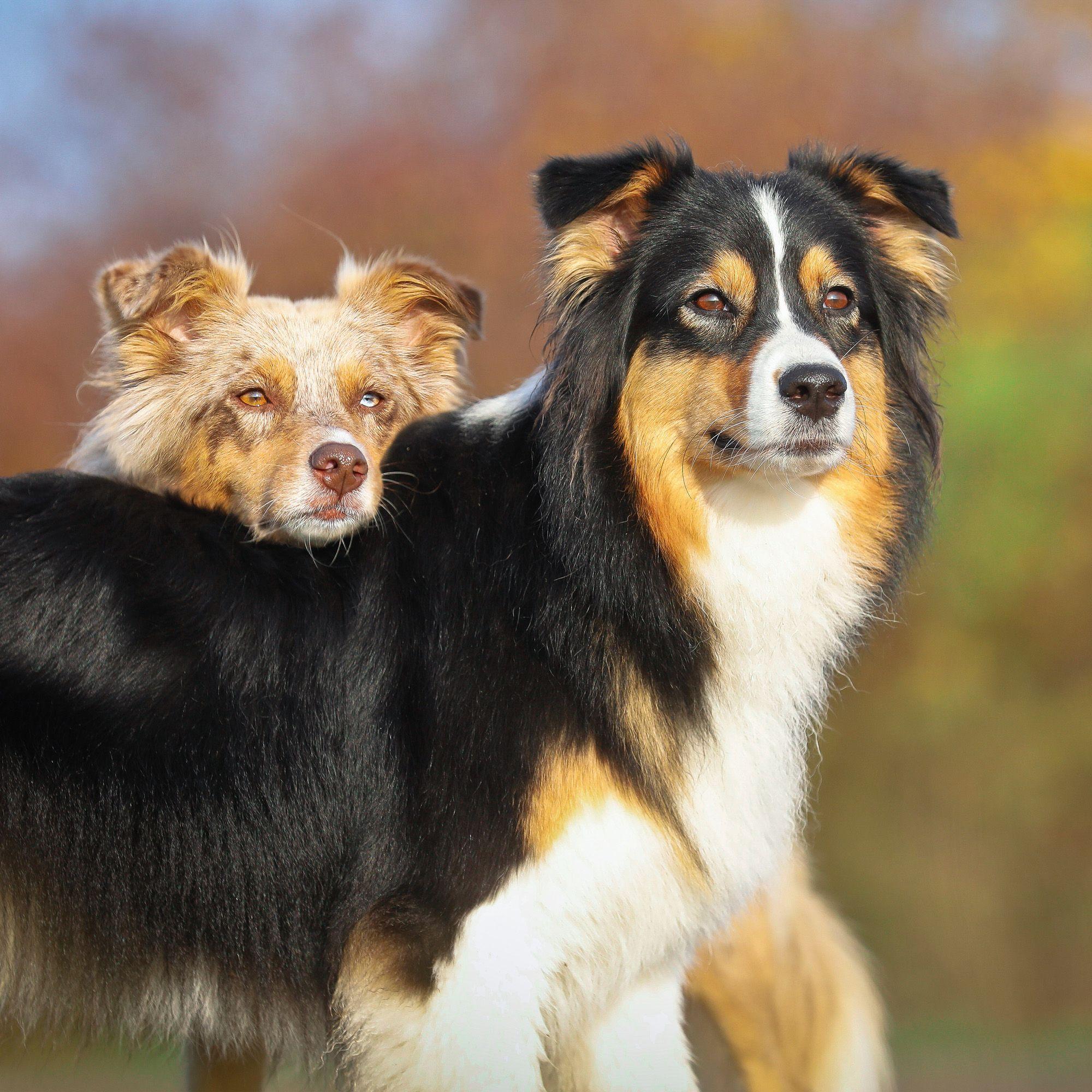 Beispielinhalt (Bild) Dogs 2027