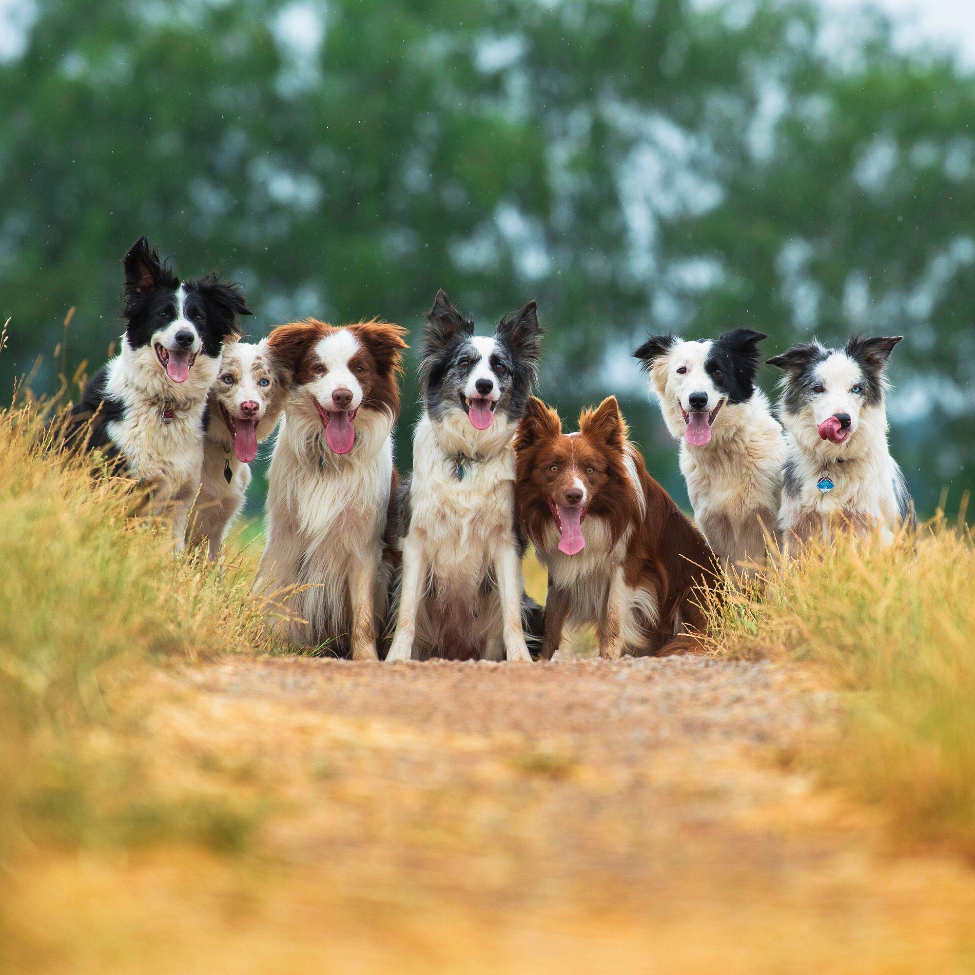 Beispielinhalt (Bild) Dogs 2027