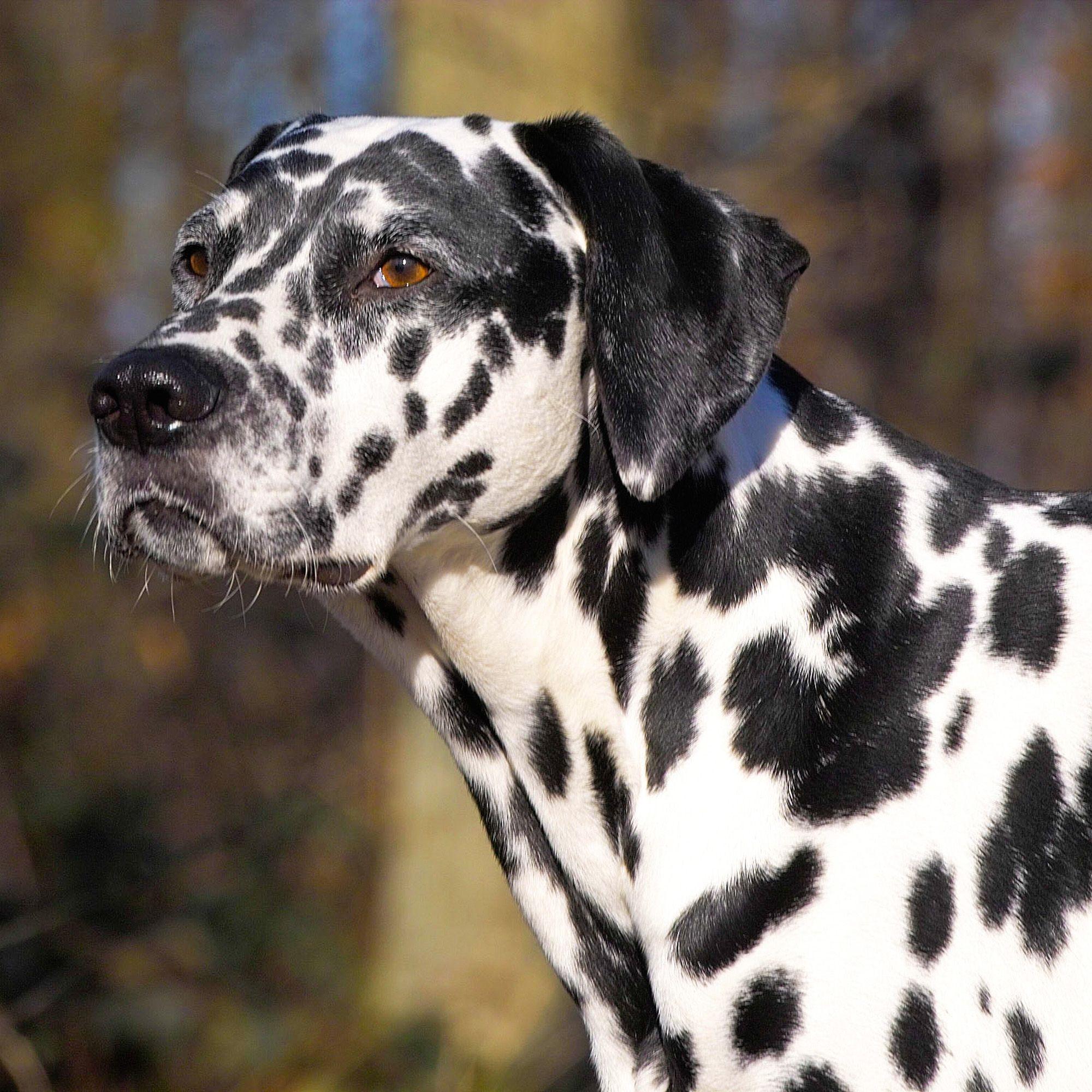 Beispielinhalt (Bild) Dogs 2027