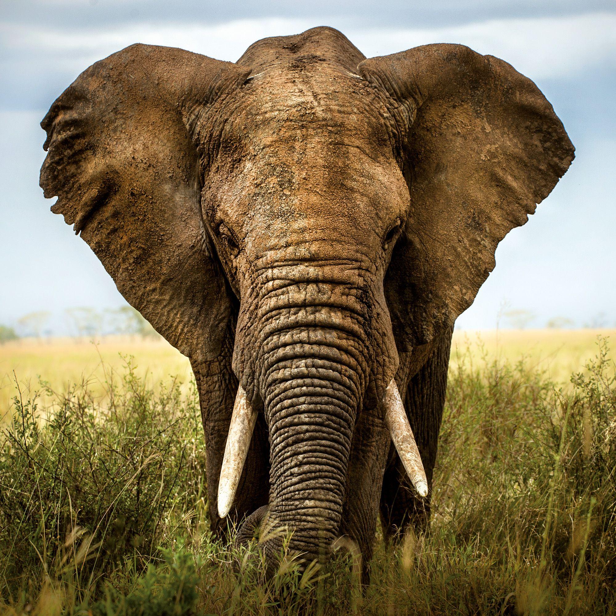 Beispielinhalt (Bild) African Wildlife 2027