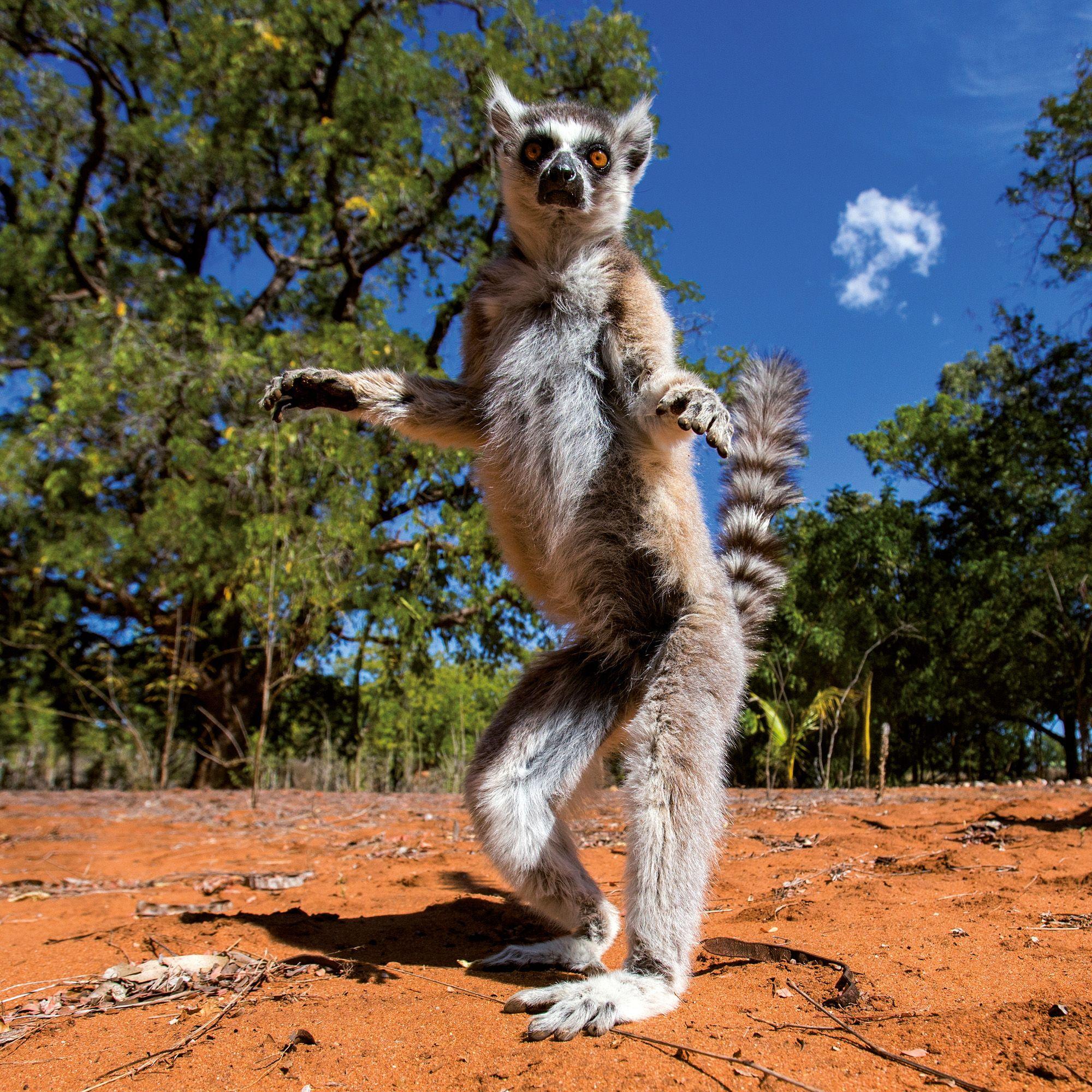 Beispielinhalt (Bild) African Wildlife 2027