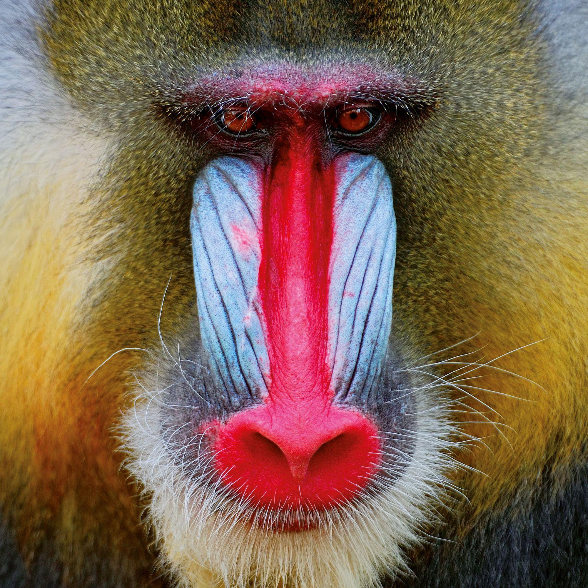 Beispielinhalt (Bild) African Wildlife 2027