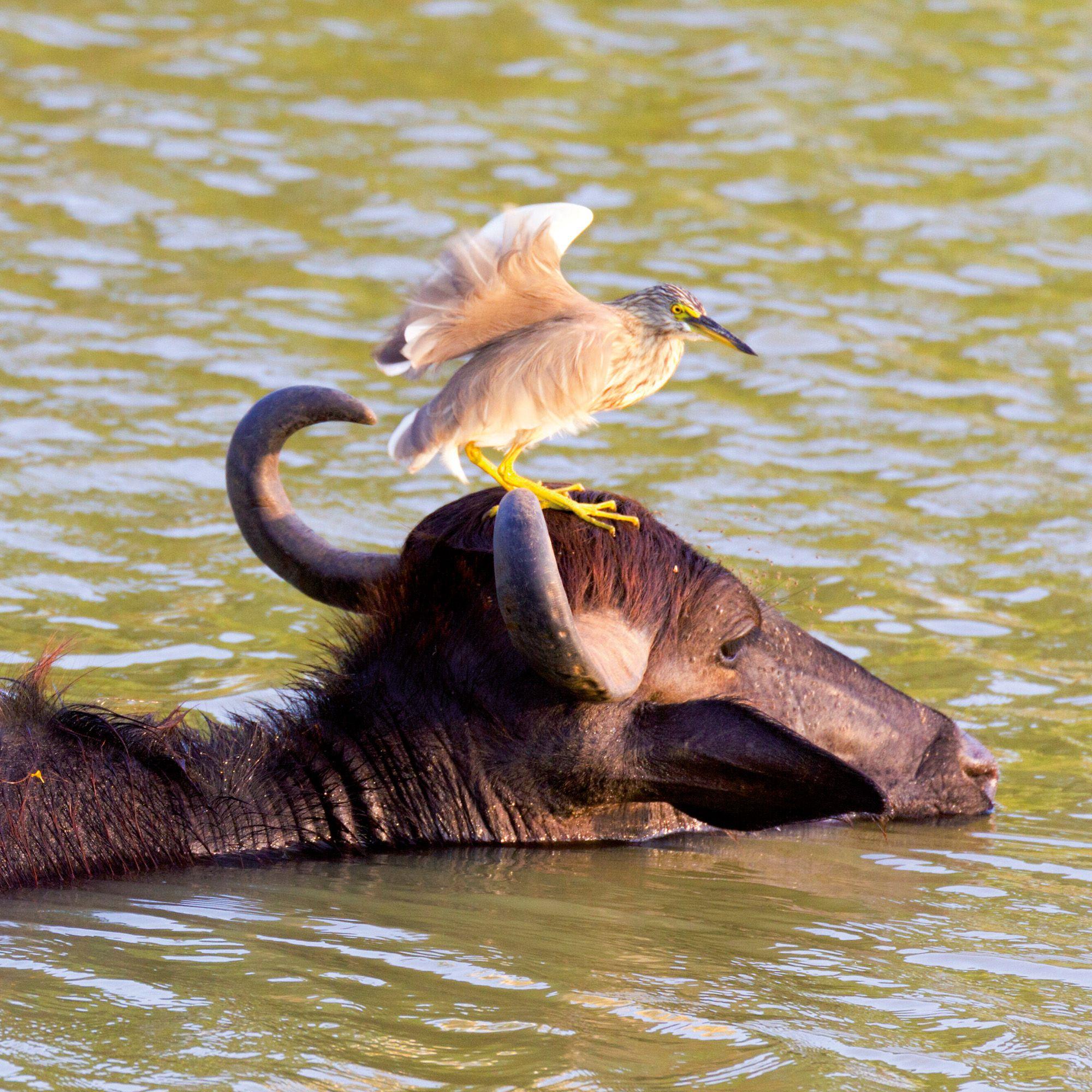 Beispielinhalt (Bild) African Wildlife 2027